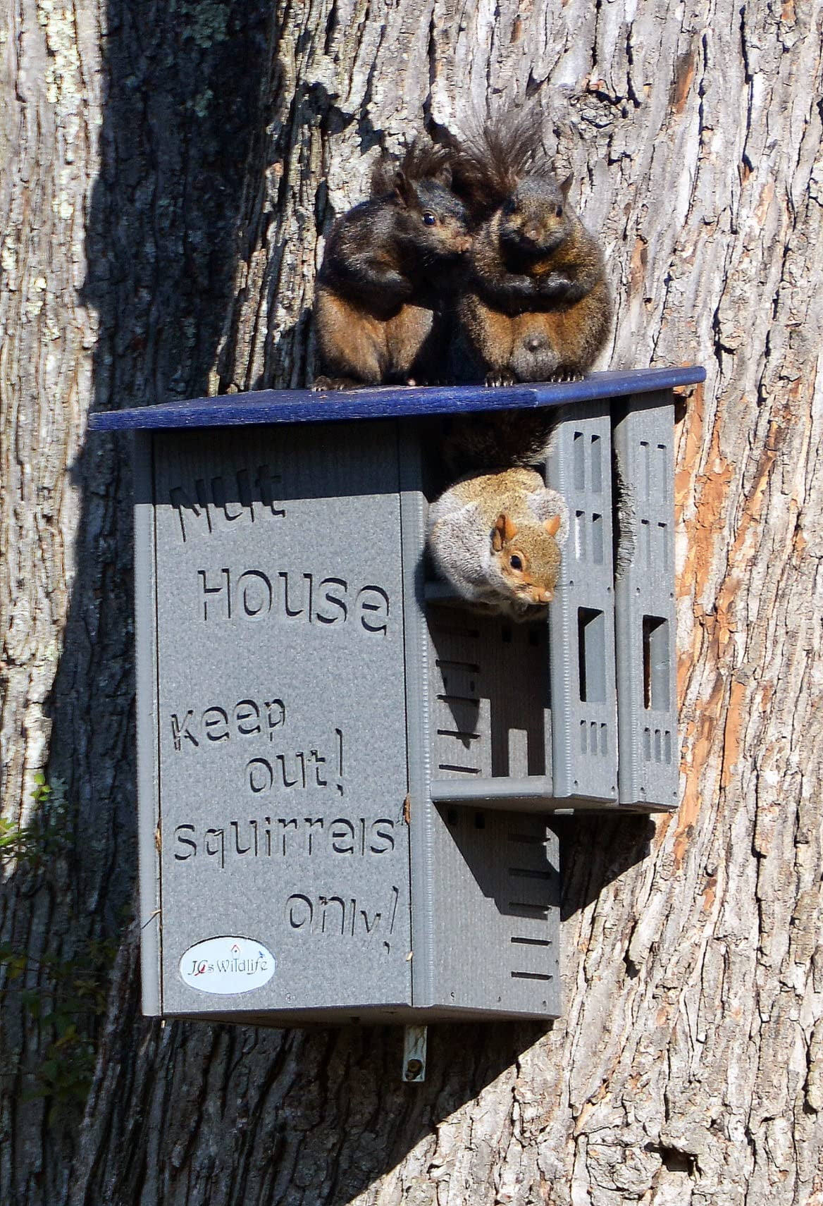 Ultimate Squirrel House Nesting Box (Blue/Gray) A Perfect Home for Squirrels!(Blue/Gray) - Image 10