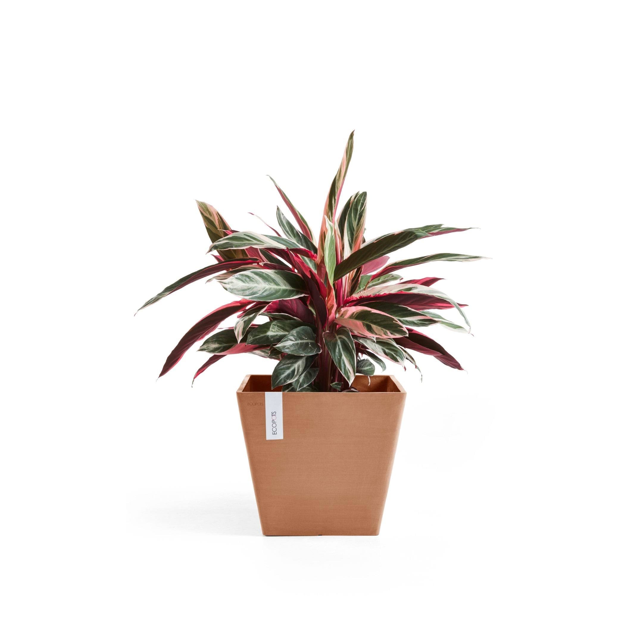 Ecopots Rotterdam Durable Indoor/Outdoor Modern Square Recycled Plastic Planter Flower Pot, Terracotta Color, 12