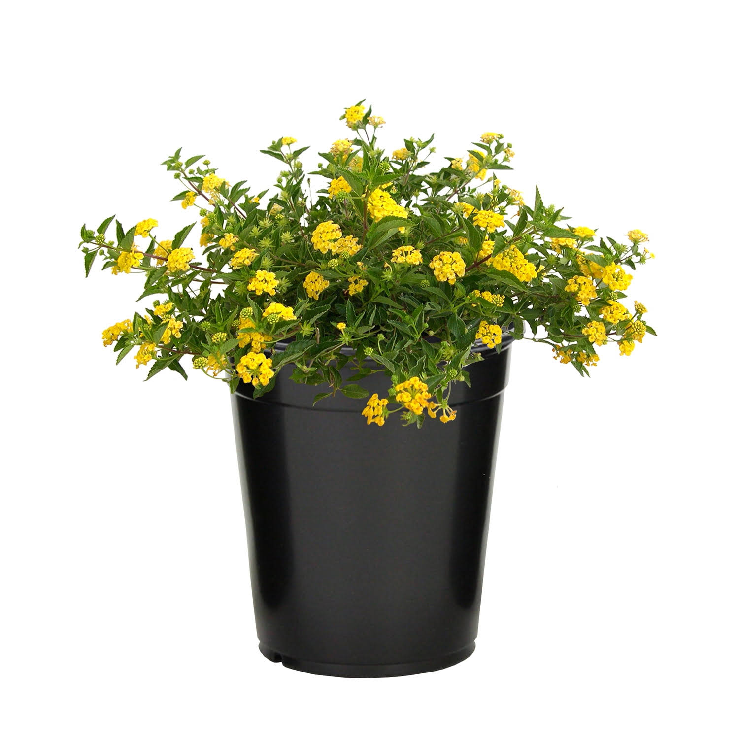 Expert Gardener 2.5qt Gold Lantana Live Plant, Size: One Size