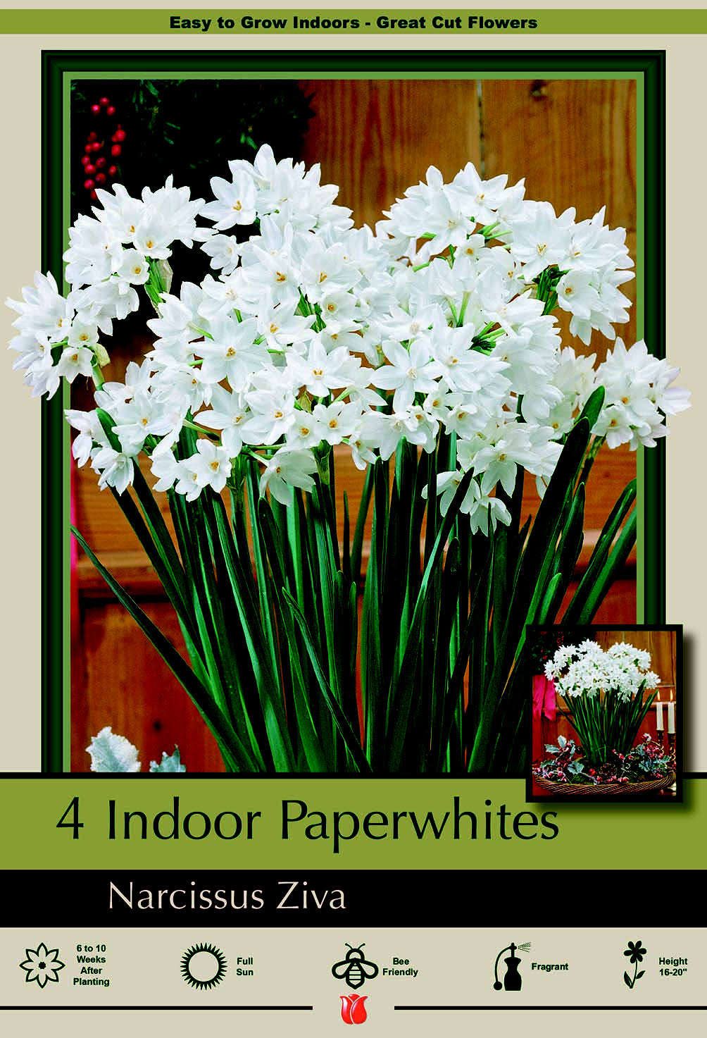 Ziva Paperwhite Narcissus - 5 Bulbs - 15/16 cm Bulbs - Indoor/Very Fragrant