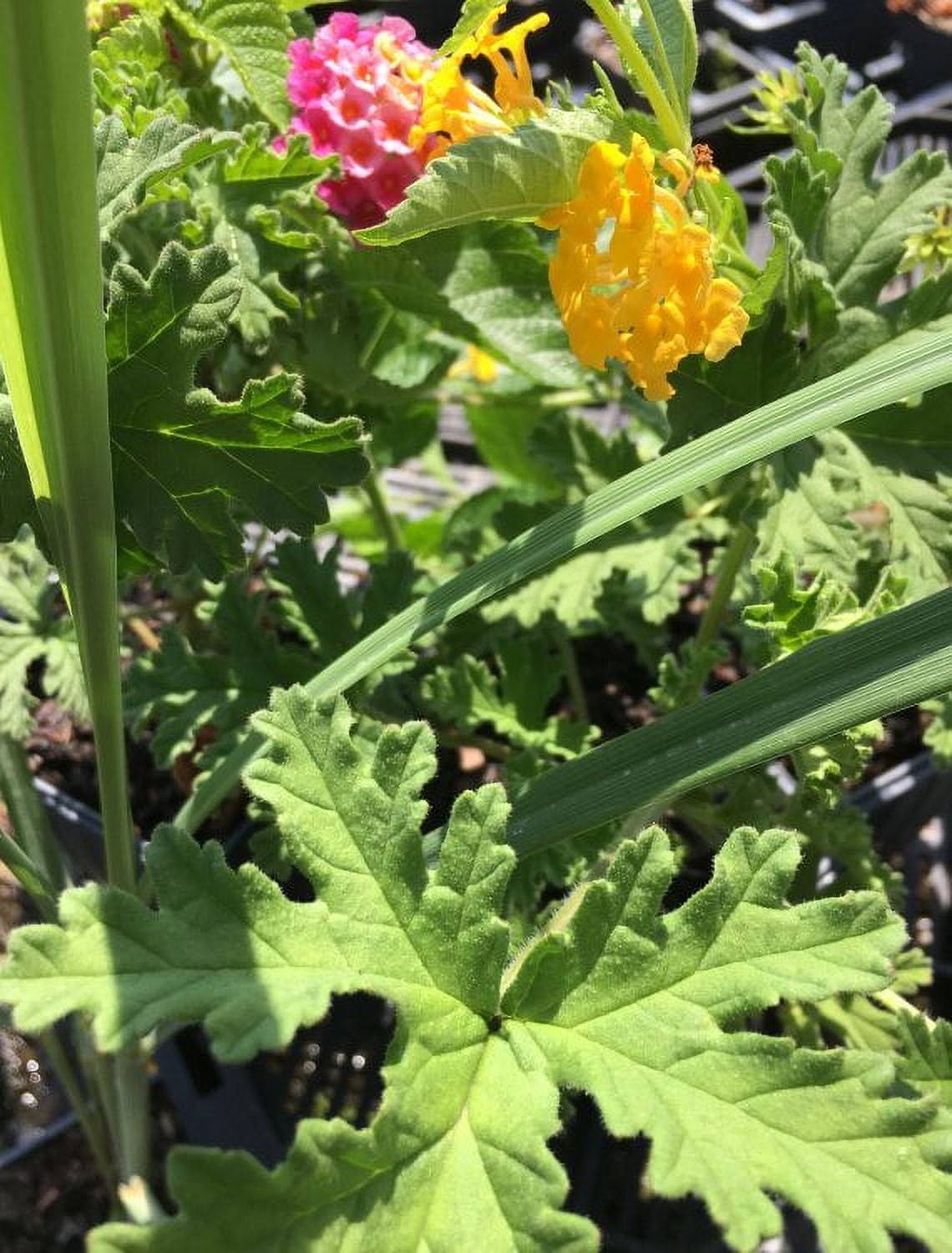 Daylily Nursery Mosquito Repeller Pack. Comes with 2 Citronella Plant, 2 Lemongrass Plants, and 2 Lantana Plants, All in Separate 2.25 Containers, 6