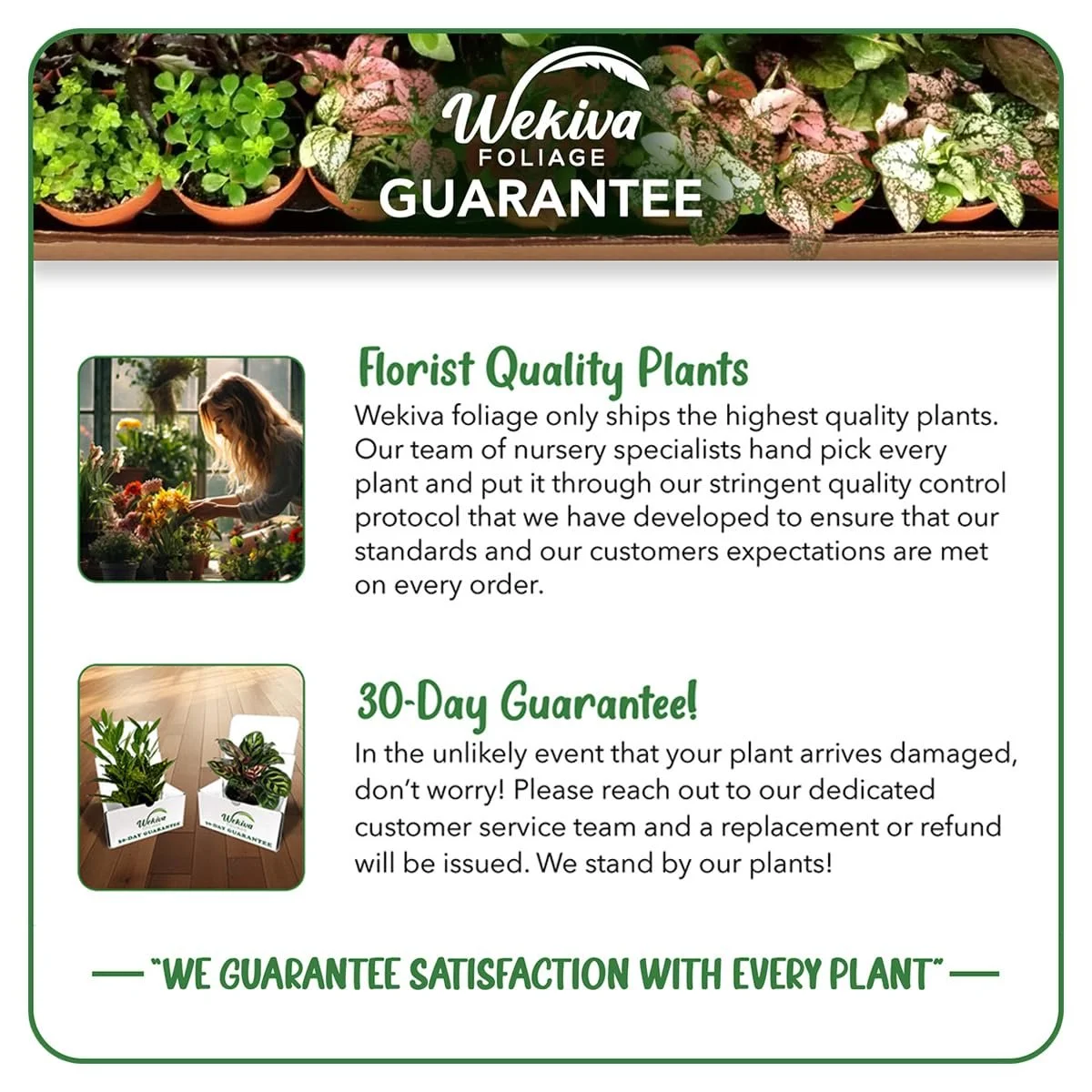 Brogdon Avocado Tree Grafted Live Plant in a 3 Gallon Growers Pot Persea Americana Beautiful Edible Fruit Bearing Tree for Patio and Garden(Brogdon) - Image 7
