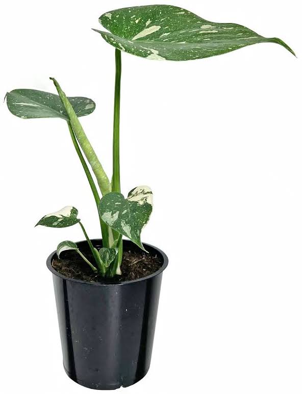 Wild Interiors Thai Constellation Green and Cream Monstera Live Plants in 5�� Grower Pot, House Plant