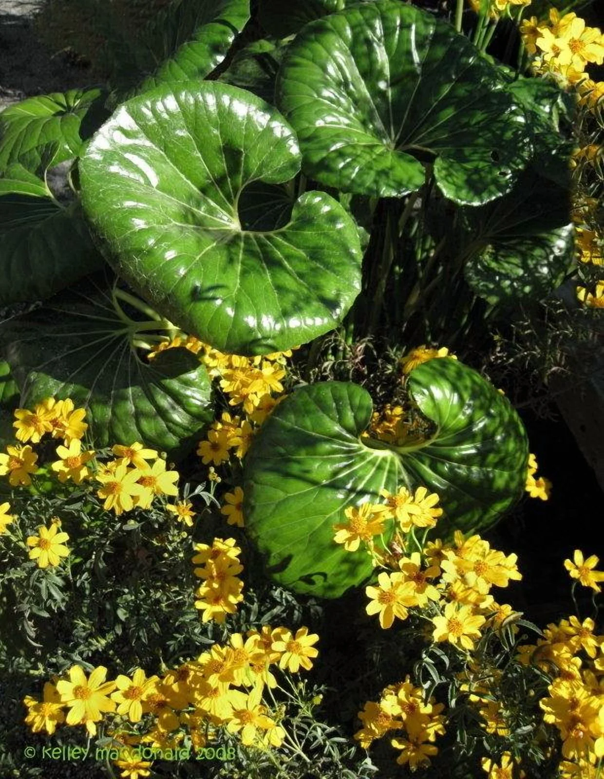 Gigantea Leopard Plant-Perennial-Attracts Pollinators 10" Pot - Image 6