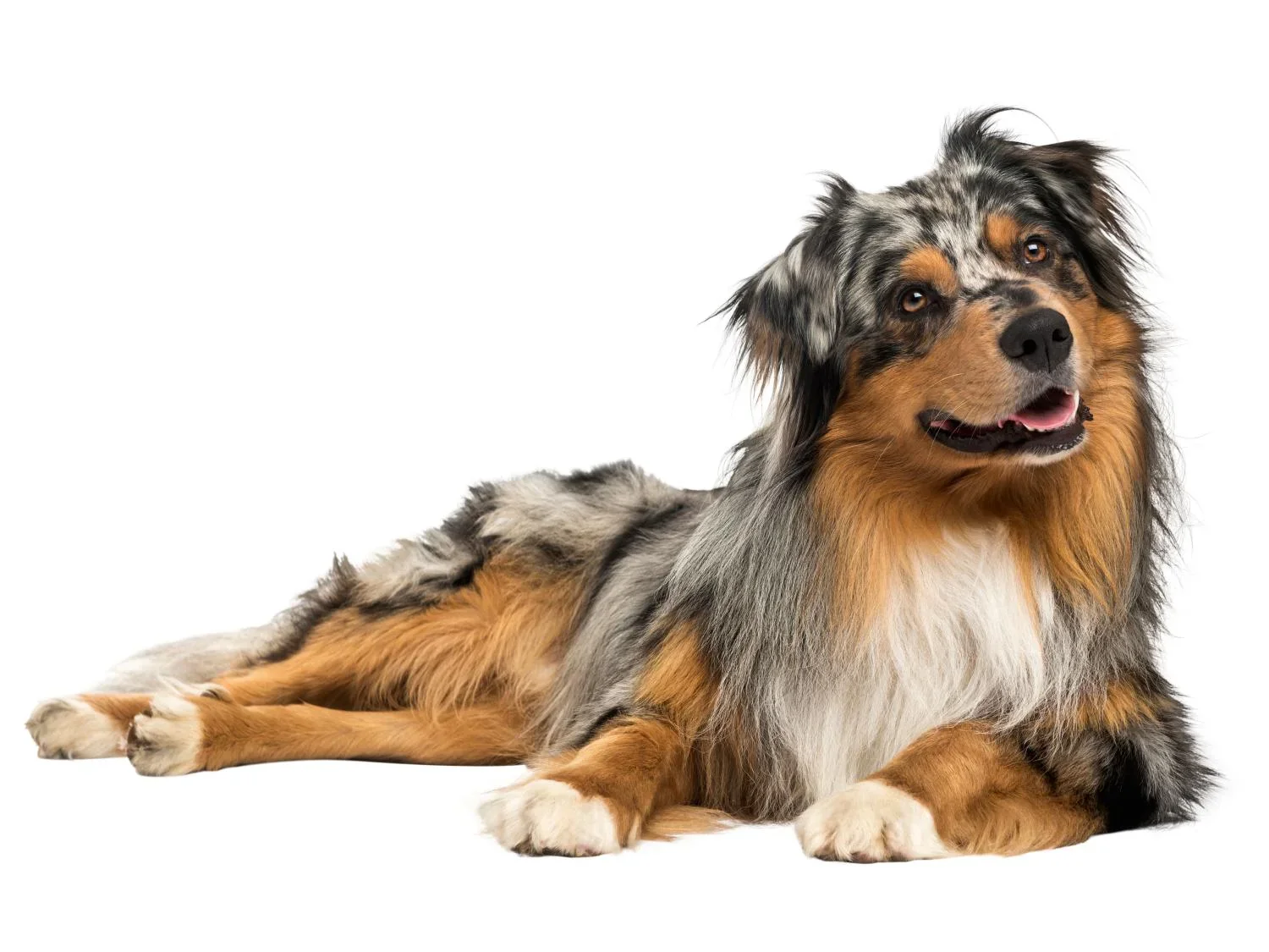 zoofari Panier pour chien
