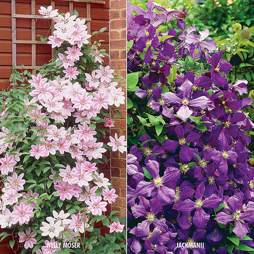 Van Zyverden 2 Varieties Clematis Collection Plants (Set of 2)