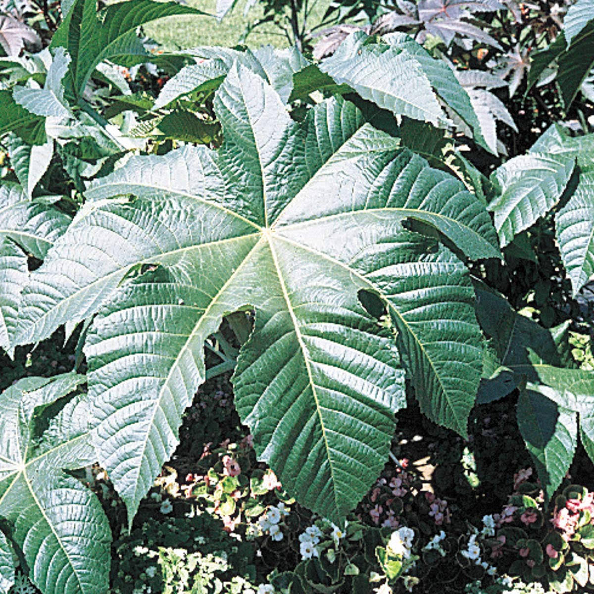 Gardens Alive! 10 Count Castor Bean Seeds | 15285