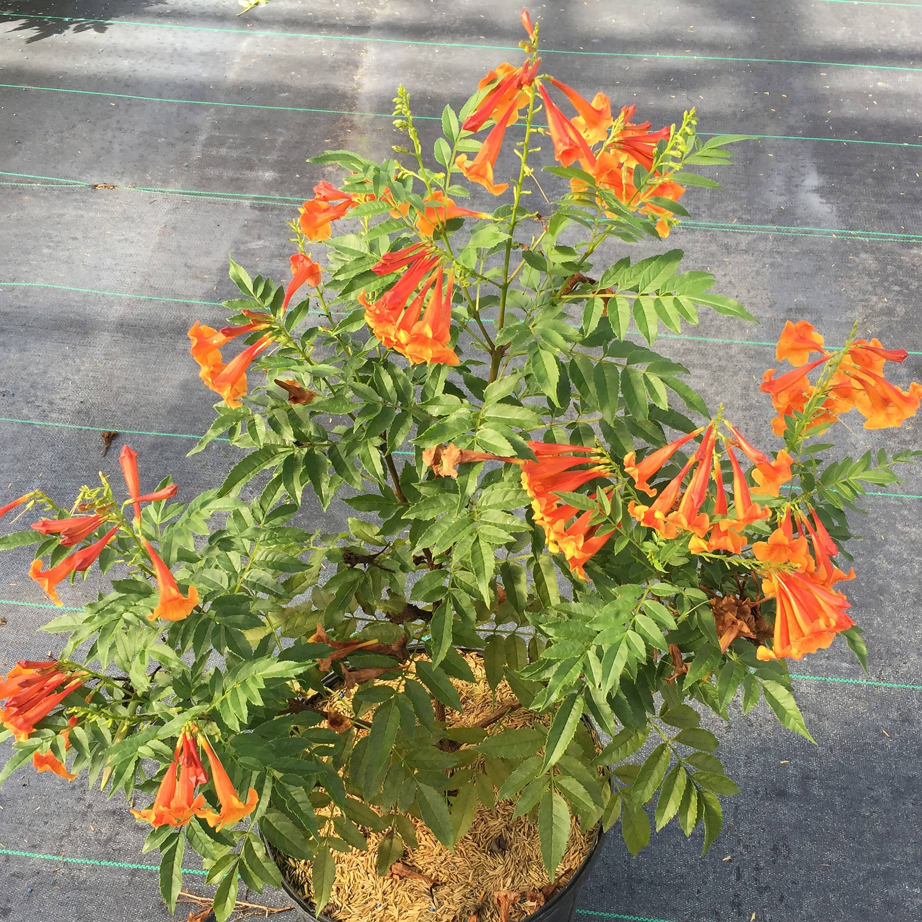 Proven Winners TECPRC1006101 Chicklet Esperanza Live Plant, 1 Gallon, Orange Flowers
