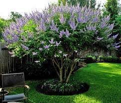 Bundle of 6 Texas Lilac Vitex Chaste Trees - Live Lilac Bush Plants - Quart Containers - Fibrous Root System - Purple Blooms - Crape Myrtle Guy