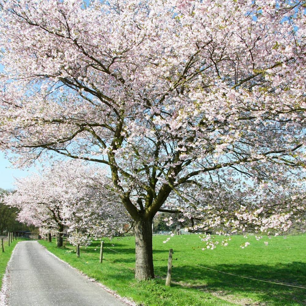 Yoshino Cherry White Flowering Ornamental Tree