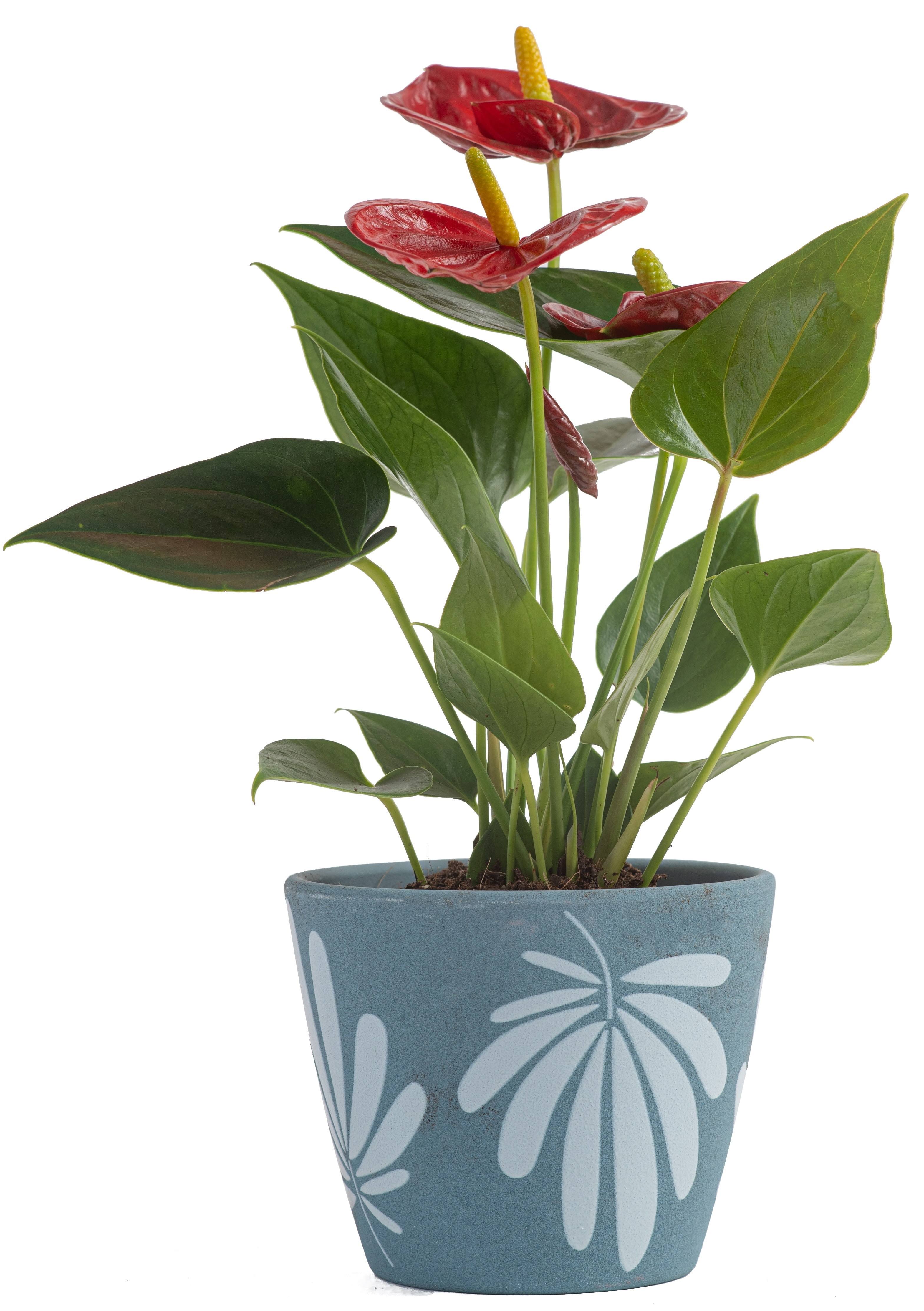 Costa Farms Live Indoor Plant Red Anthurium in 4in Decor Pot, Size: 4 inch