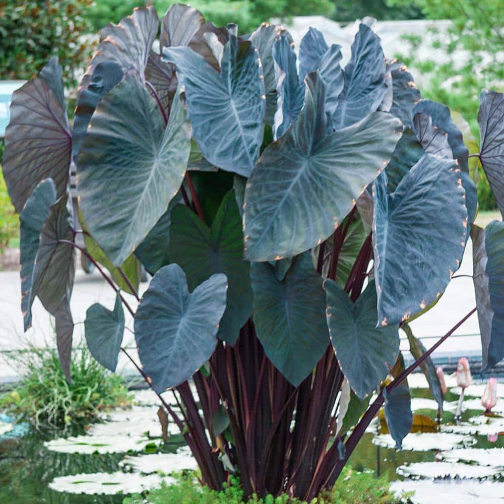 Spring Hill Nurseries Black Magic Elephant Ears Bulb | 64083