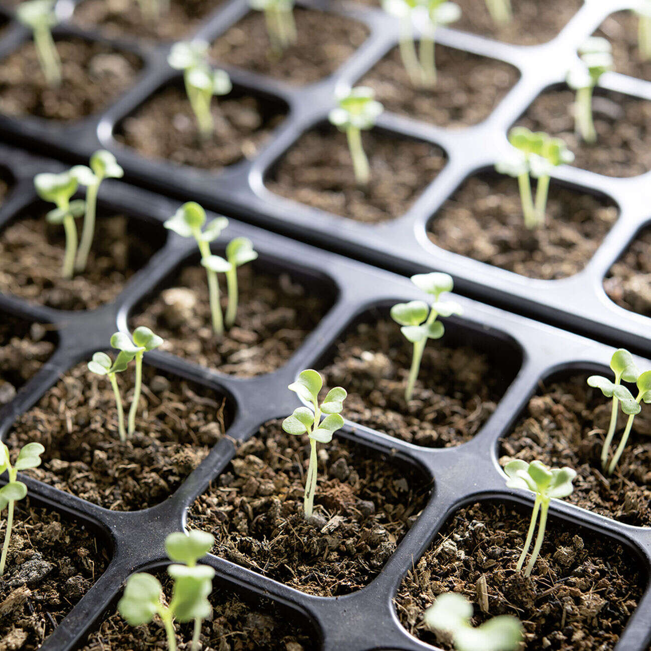 Serre de culture pour semis x4