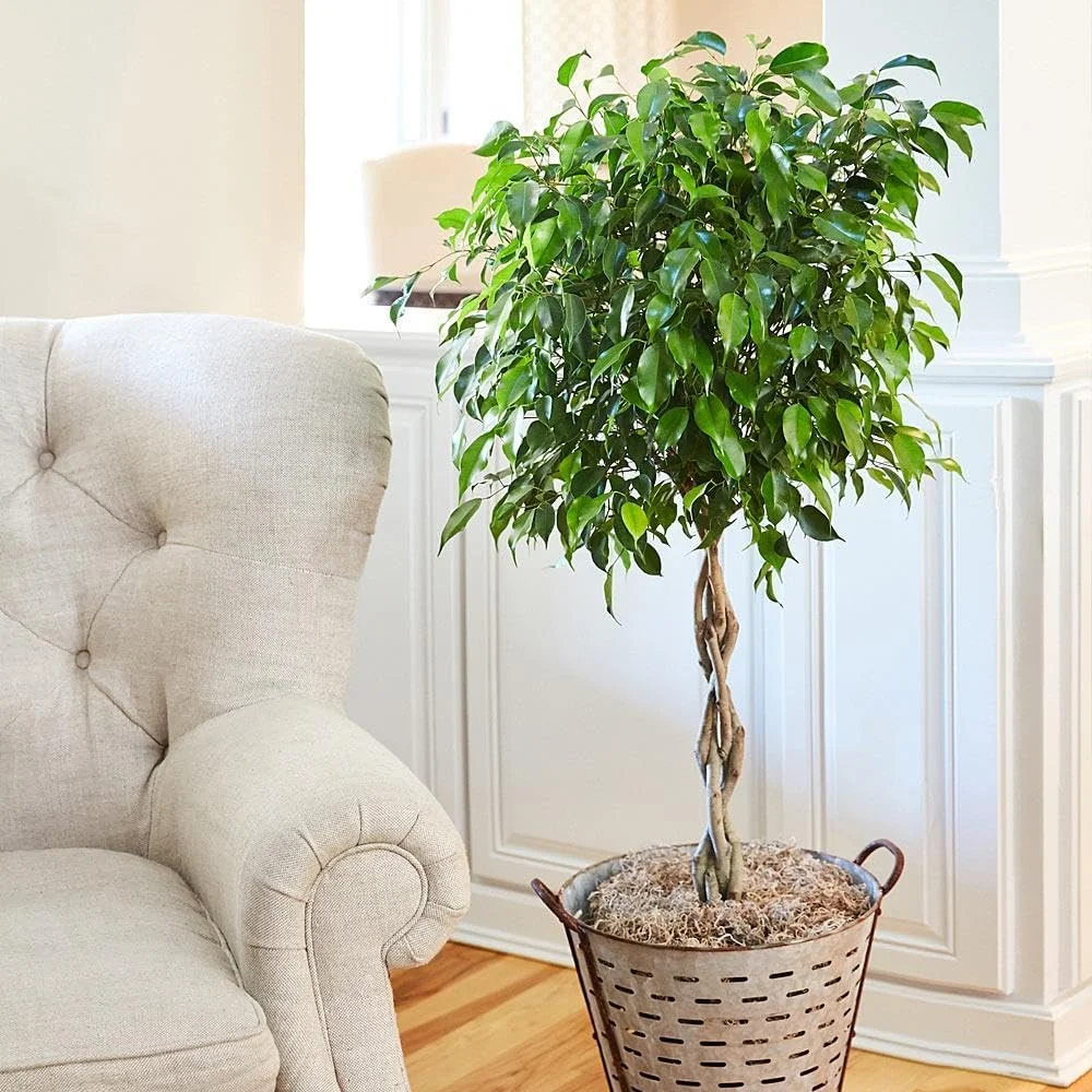 Braided Benjamina Ficus Tree, 3-4 ft. No Shipping to AZ, OR(3-4 ft.) - Image 7