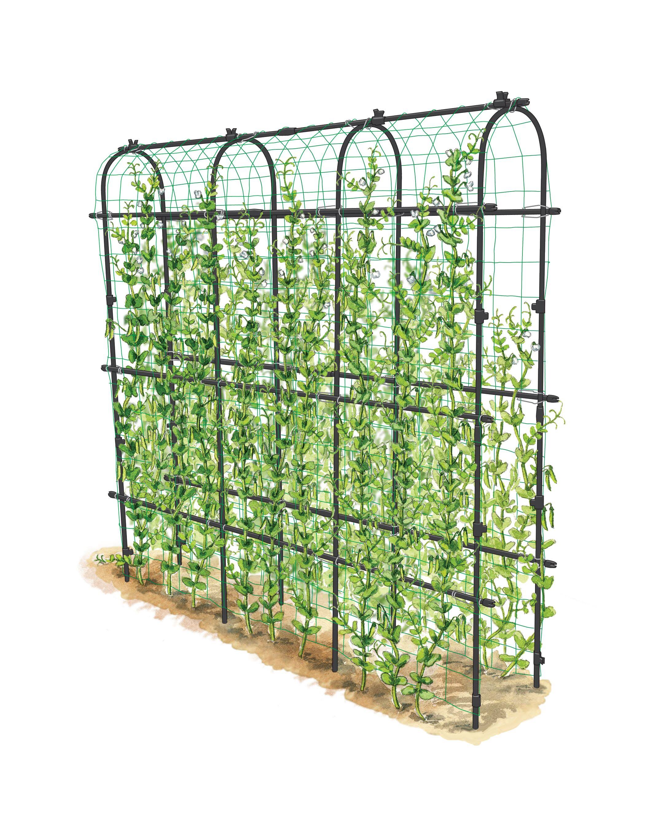 Gardener's Supply Company Titan Pea Tunnel