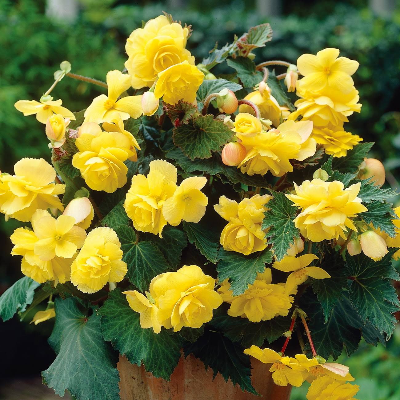 Van Zyverden Begonia Pendula Yellow Dormant Flower Bulb Full Shade Yellow