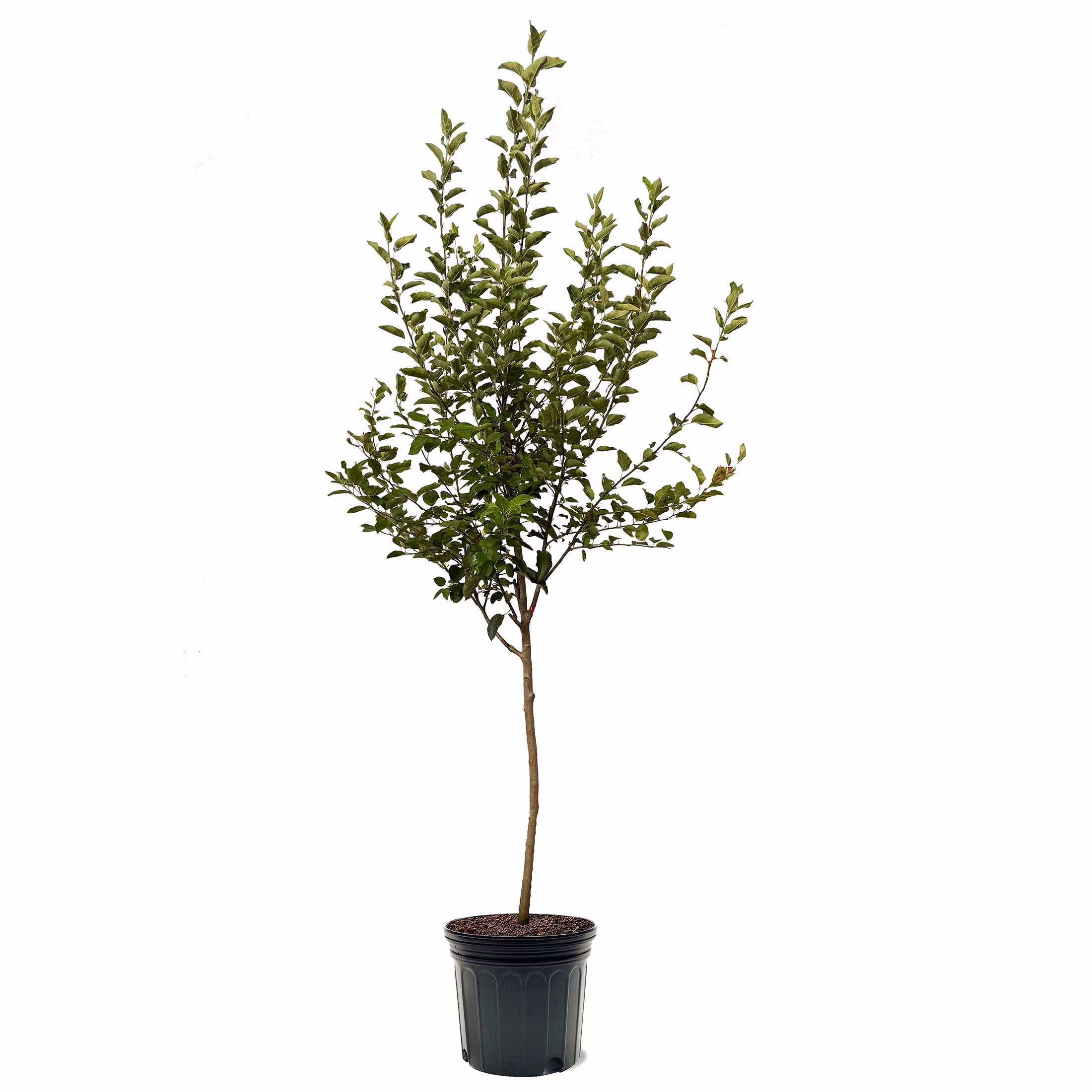 Expert Gardener 3 - 4 Ft. Tall Melrosé Apple Live Tree in 7 - Gallon Grower Pot