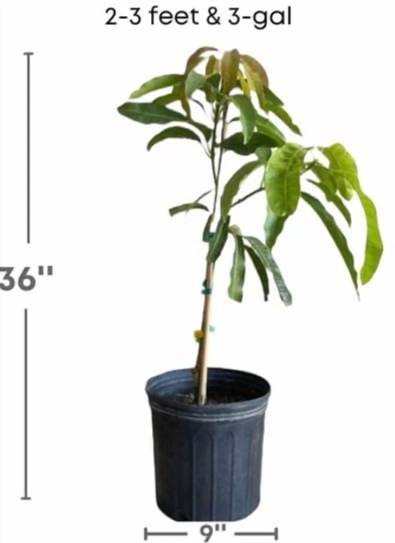 Malika Dwarf Cold Hardy MANGO TREE GRAFTED (2-4 Feet Tall) - Image 6