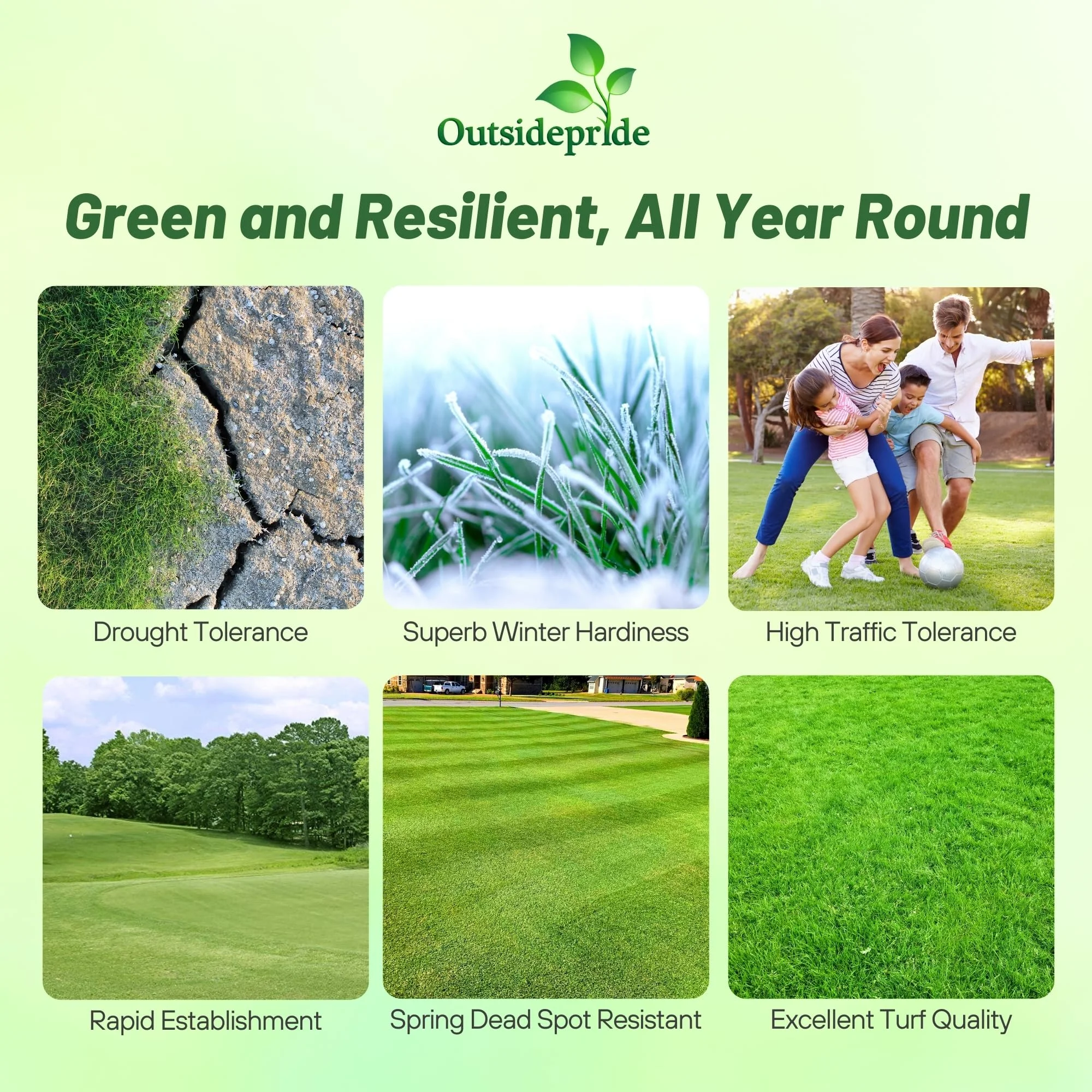 Yukon Bermuda Grass Seed 5 lbs Cold High Traffic Tolerant, Premium Hybrid Bermuda Turf Grass Seeds for Lawn, Ideal Low Maintenance Seed Grass for Colder Challenging Area(5 lbs) - Image 3