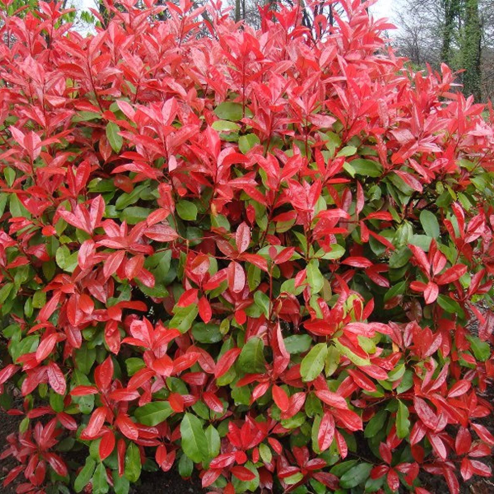 CHUXAY Garden 100 Seeds Photinia Fraseri,Fraser Photinia,Fraser's Photinia,Red-Tip Photinia Red Lovely Flowers Privacy Screen Striking Landscaping