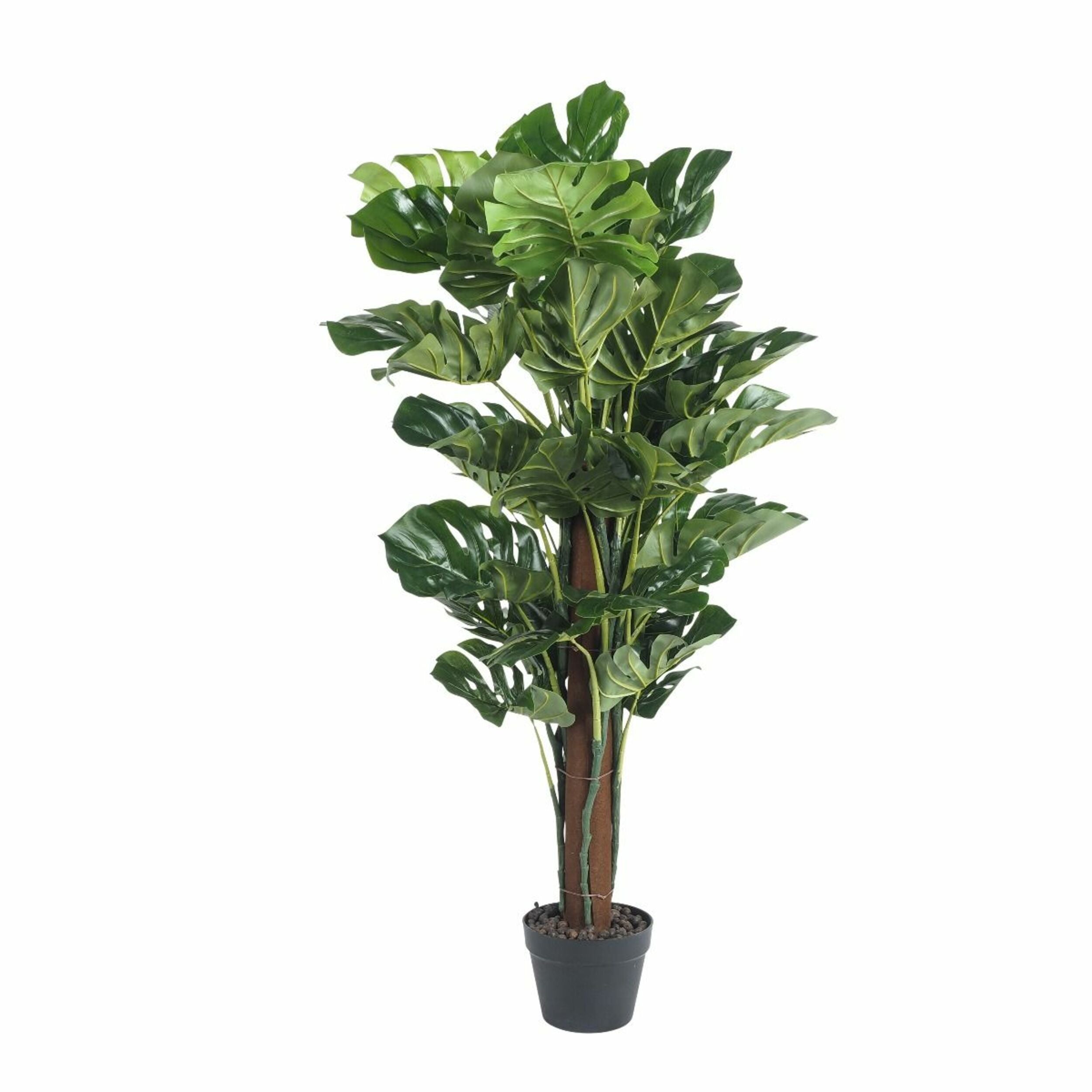 Eden Monstera Plant 120cm