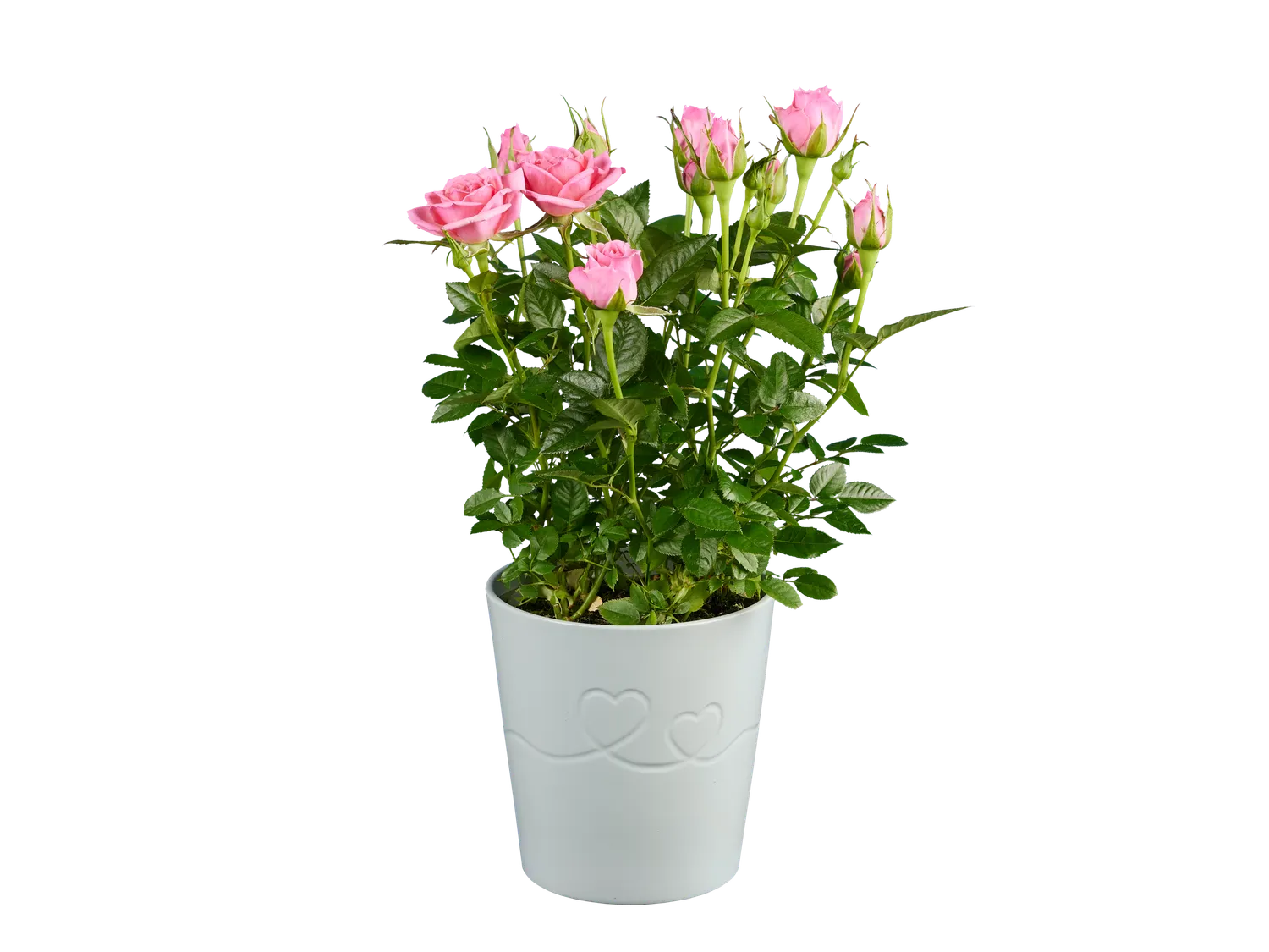 Rosier ou kalancho en pot cramique