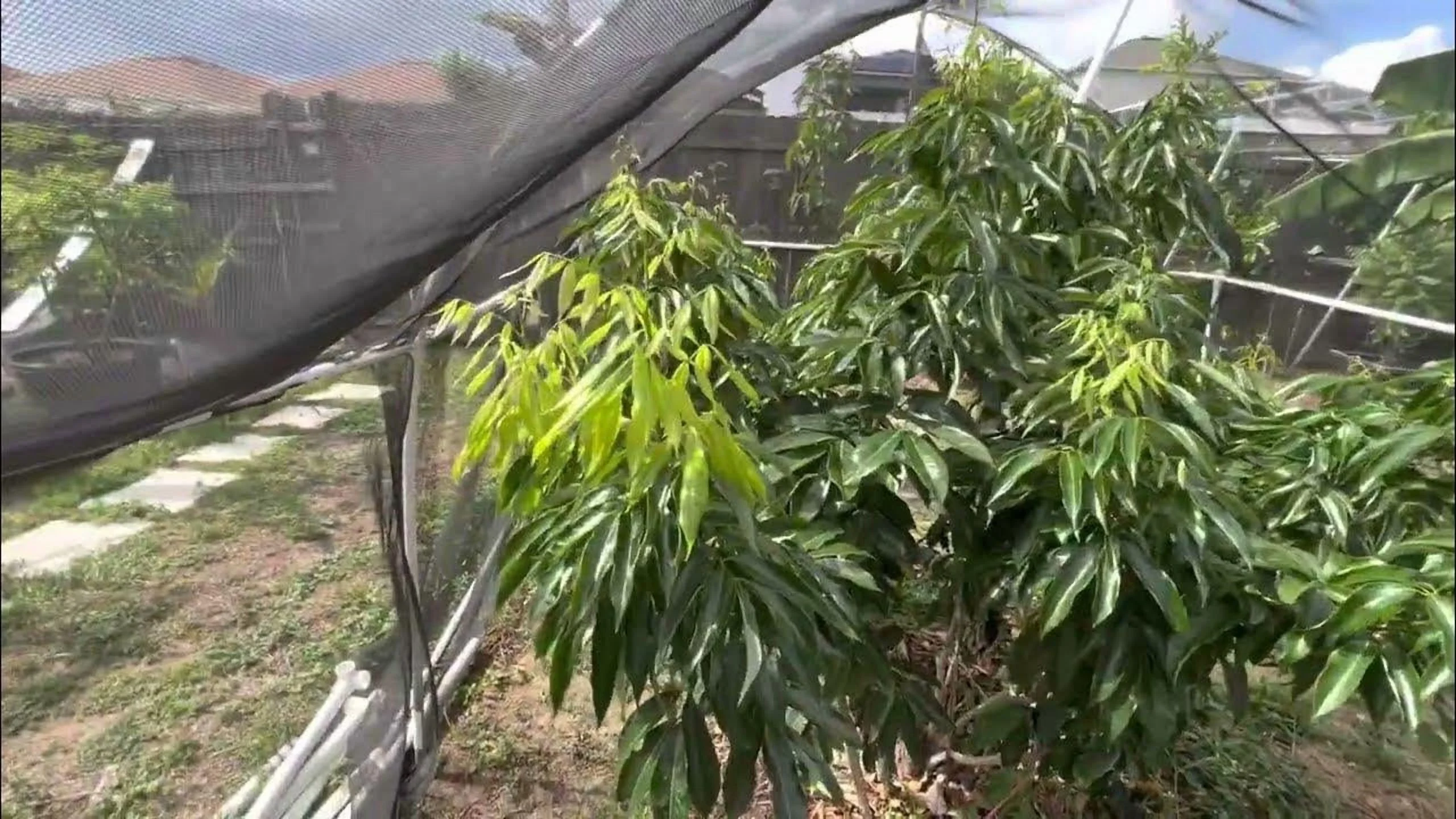Sweetheart Lychee TREE Air Layered (3 - 4 Feet Tall). Ship to All States