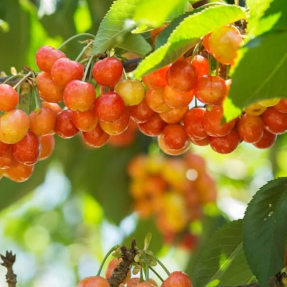 Expert Gardener 3-4 ft. tall Rainier Sweet Fruiting Cherry Live Tree in 7-Gallon Grower Pot