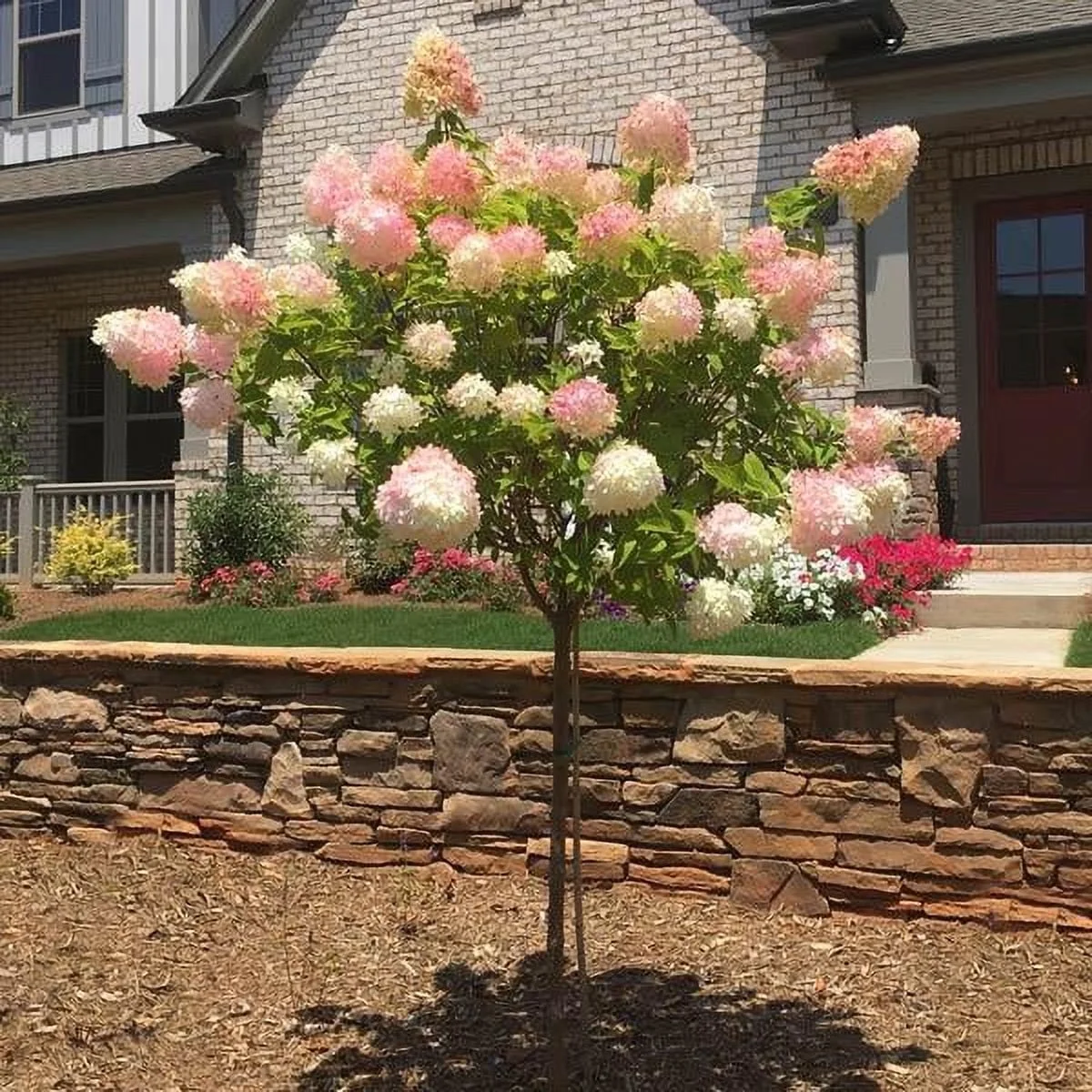 Vanilla Strawberry Hydrangea Tree, 4-5 ft. No Shipping to AZ(4-5 ft.) - Image 5