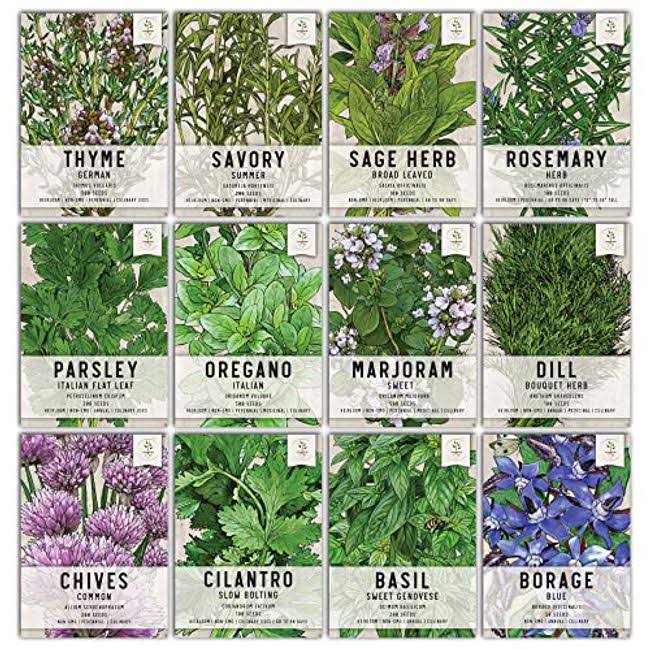 Seed Needs, Culinary Herb Seed Packet Collection (12 Individual Varieties of Herb Seeds for Planting Indoors or Outdoors) Heirloom, Non GMO, Untreated