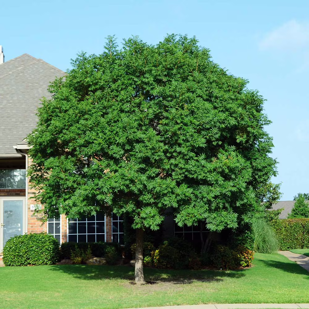 Chinese Pistache Tree, 5-6 ft. No Shipping To AK, AZ, HI(5-6 ft.)