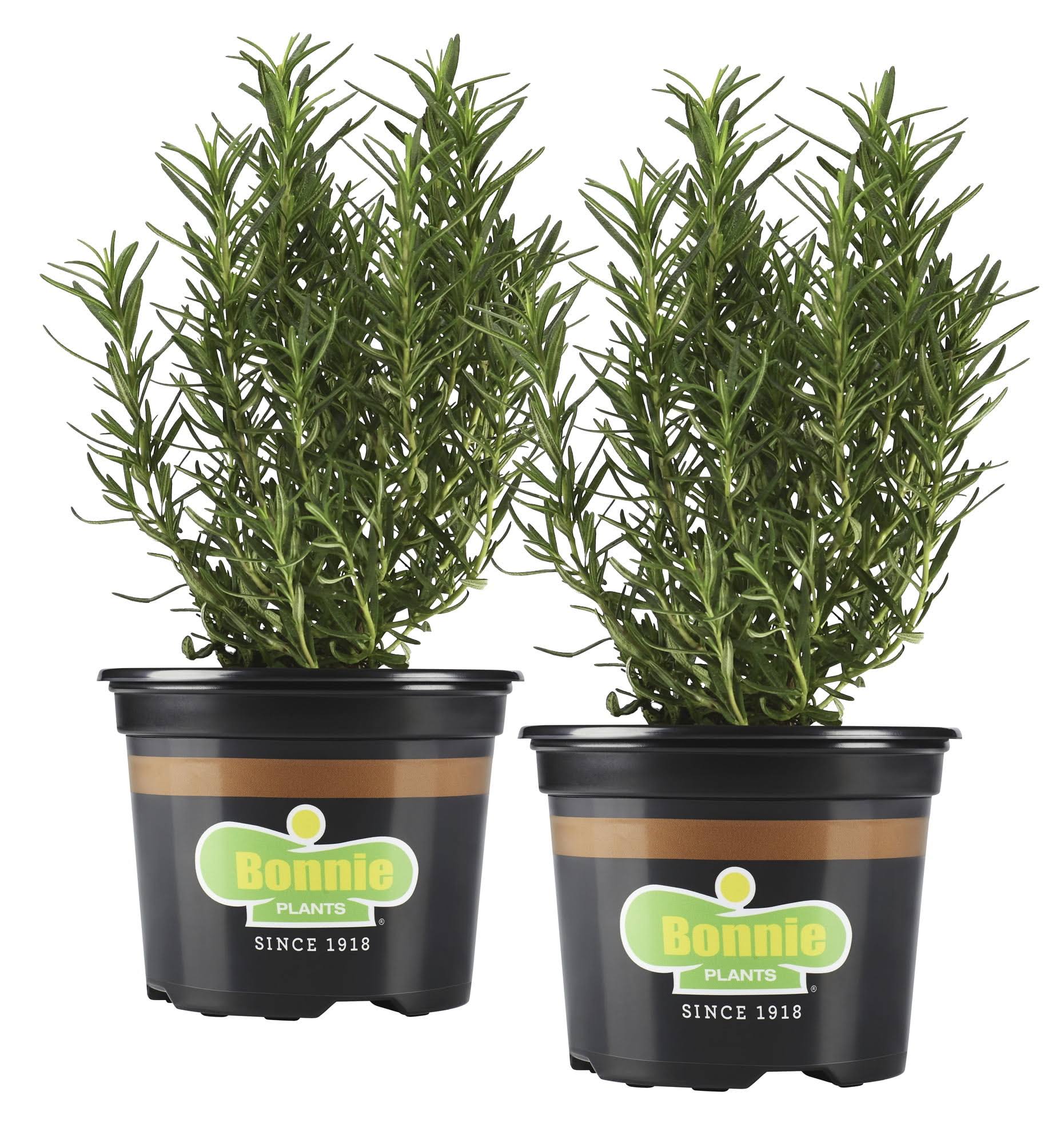 Bonnie Plants 25 oz. Rosemary Plants, 2-Pack