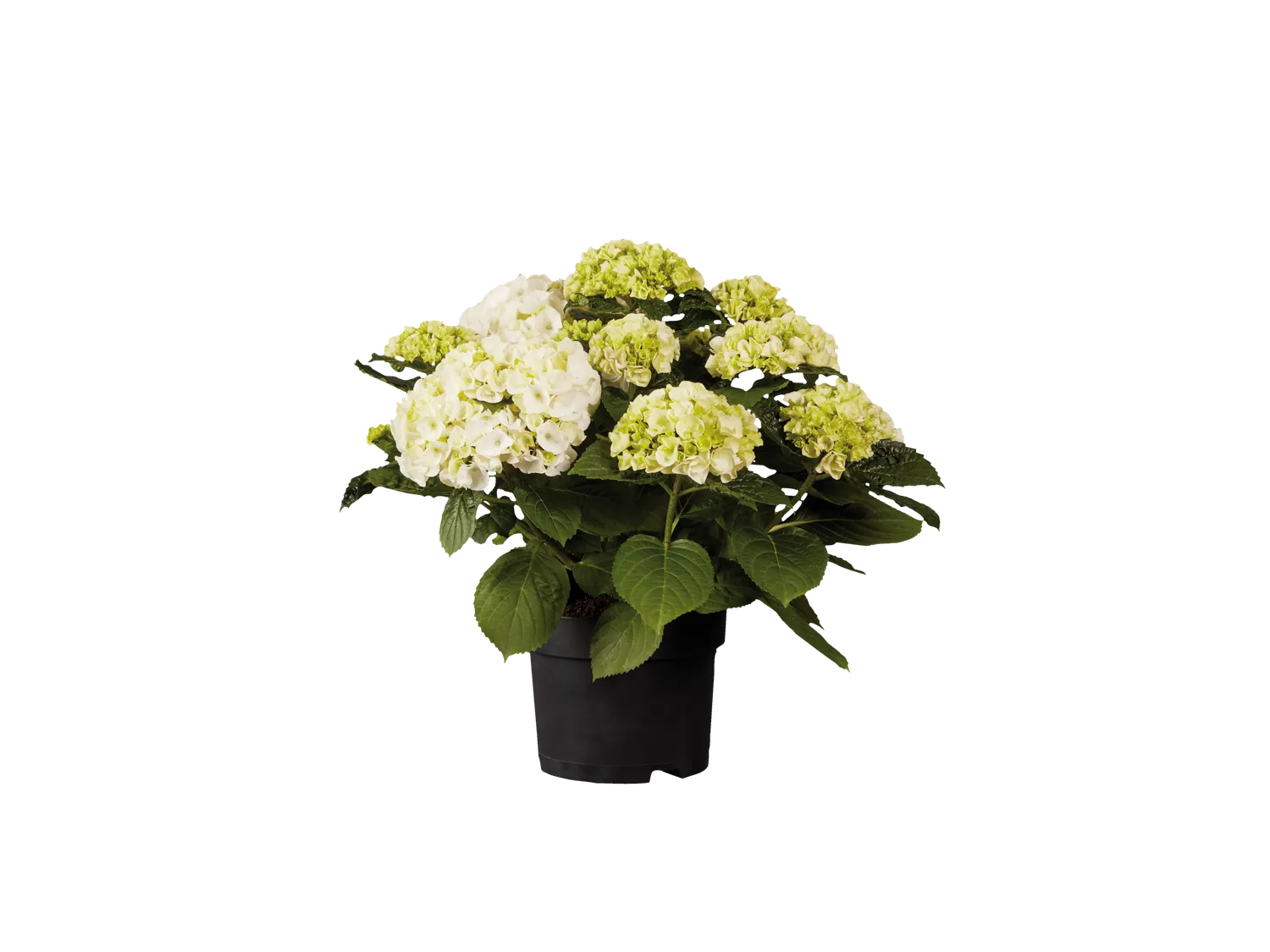 Hortensia de Jardin