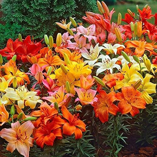 Asiatic Lilies Mix 10 Pack of Bulbs - Freshly Dug Perennial Lily Flower Bulbs
