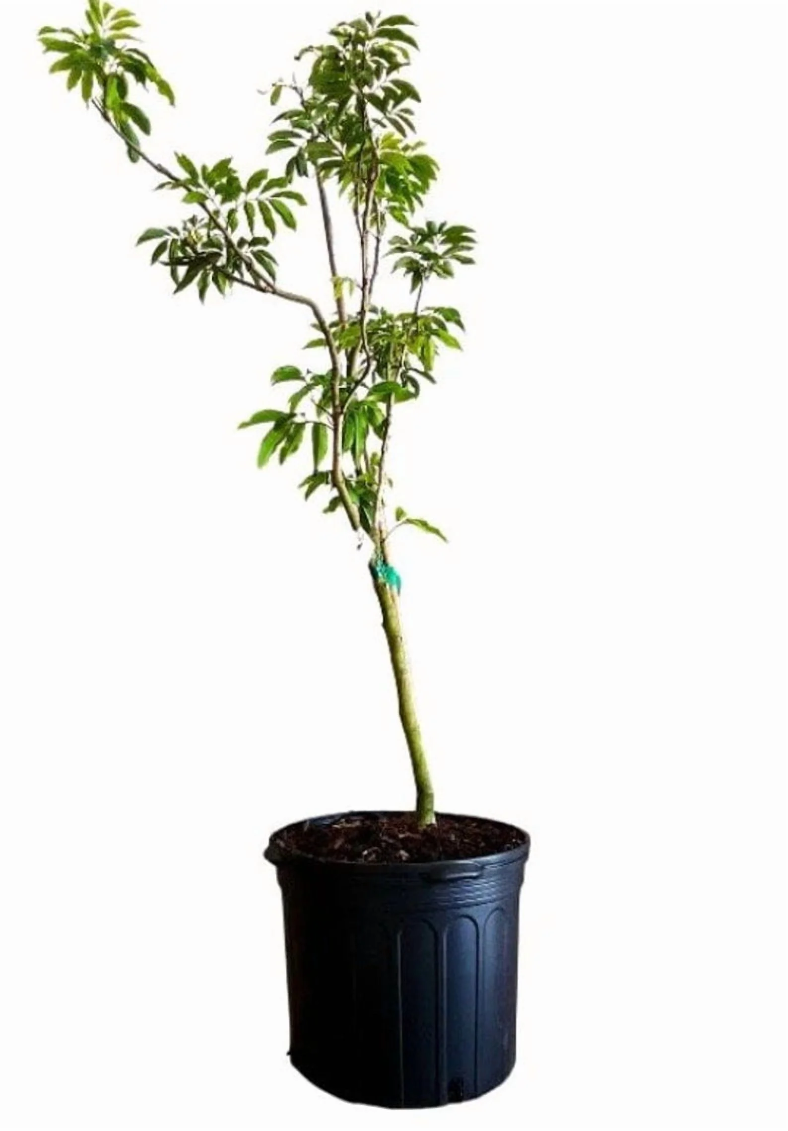 Biew Kiew Longan Air Layered. 2 - 4 Feet Tall. Ship to ALL STATES