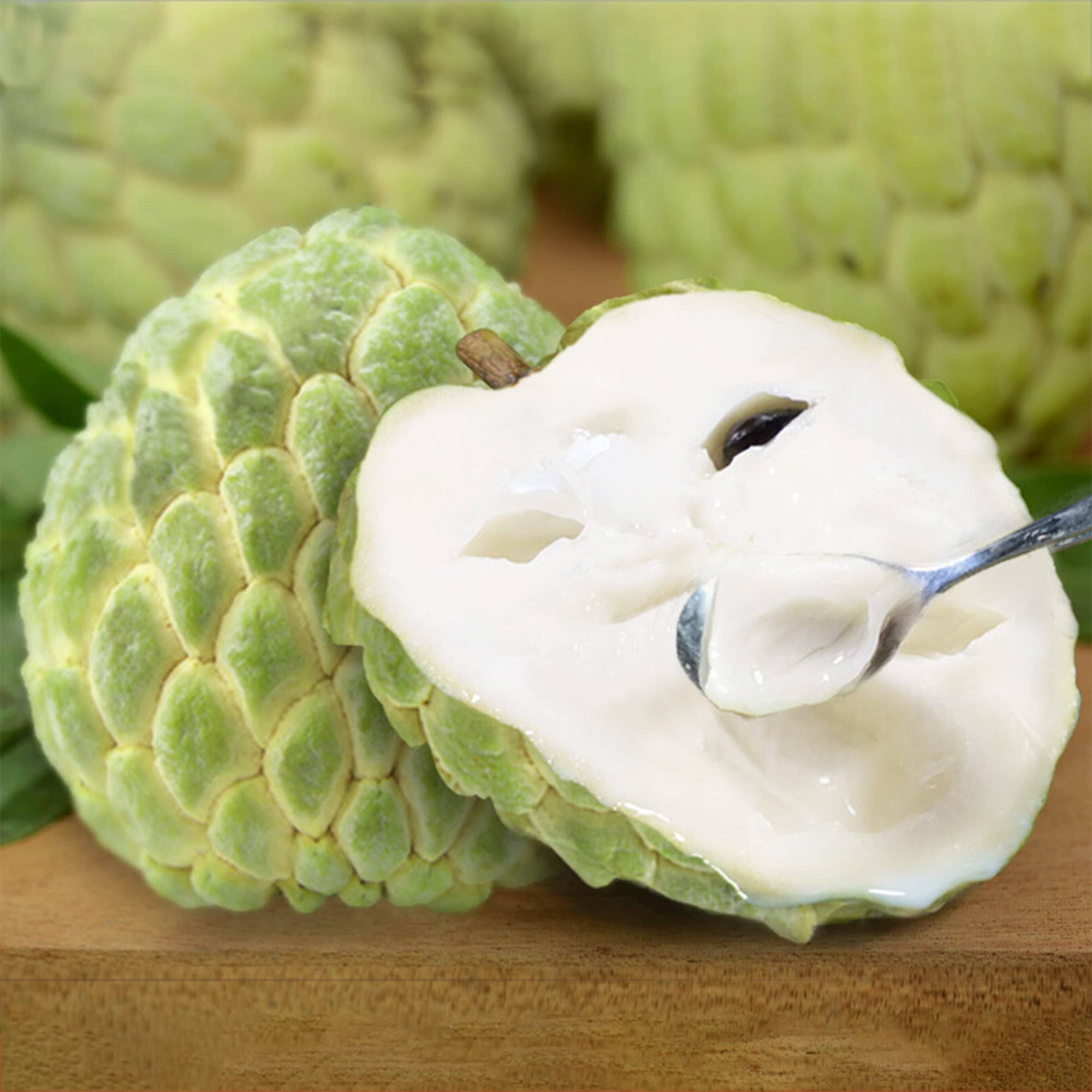 QAUZUY Garden Seeds - 20 Premium Custard Apple Buddha's Head Sugar Apple Sitafal Annona Cherimoya Fruit Tree Seeds, Non -gmo, Easy to Grow, Very