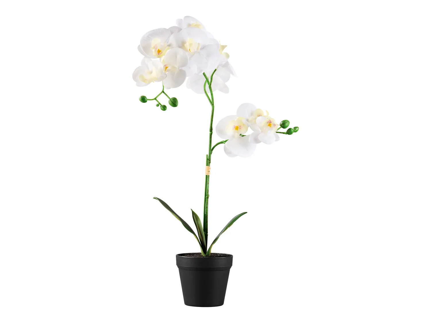 LIVARNO home Plante artificielle