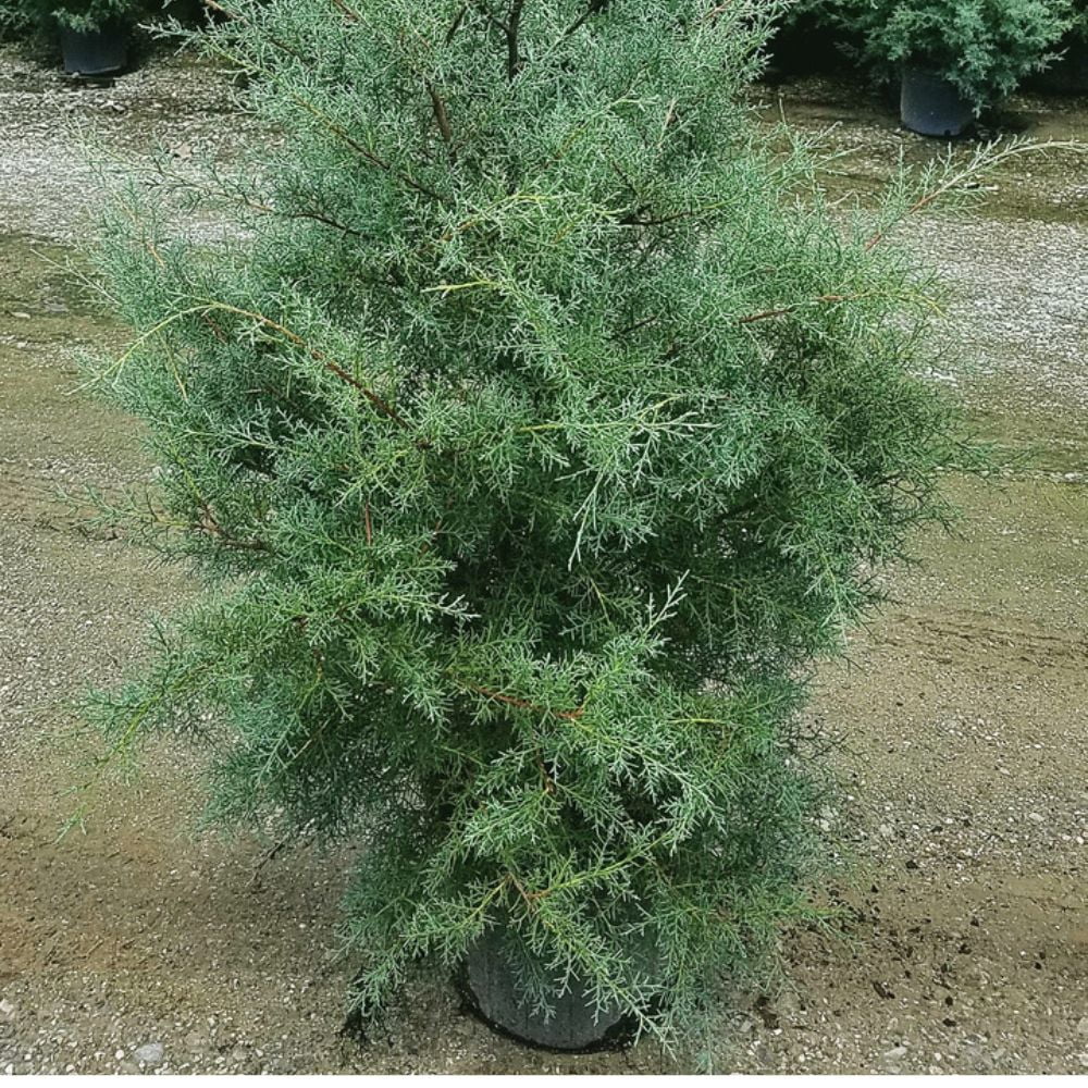 Expert Gardener 3-4 ft. tall Carolina Sapphire Cypress Live Tree in 7-Gallon Grower Pot