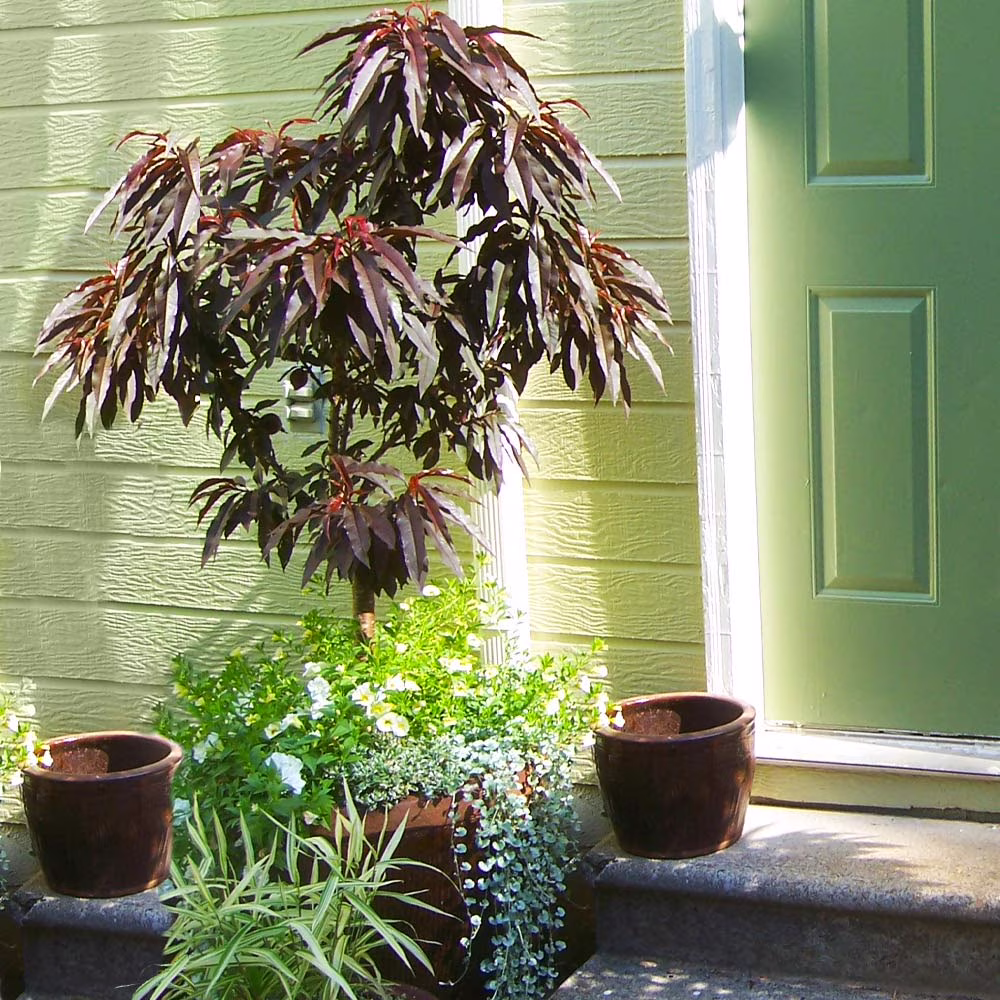 Brighter Blooms - Bonfire Patio Peach Tree, 3 - 4 Ft. - No Shipping to AK, AL, AR, AZ, CA, CO, HI, ID, LA, MS, OR, WA