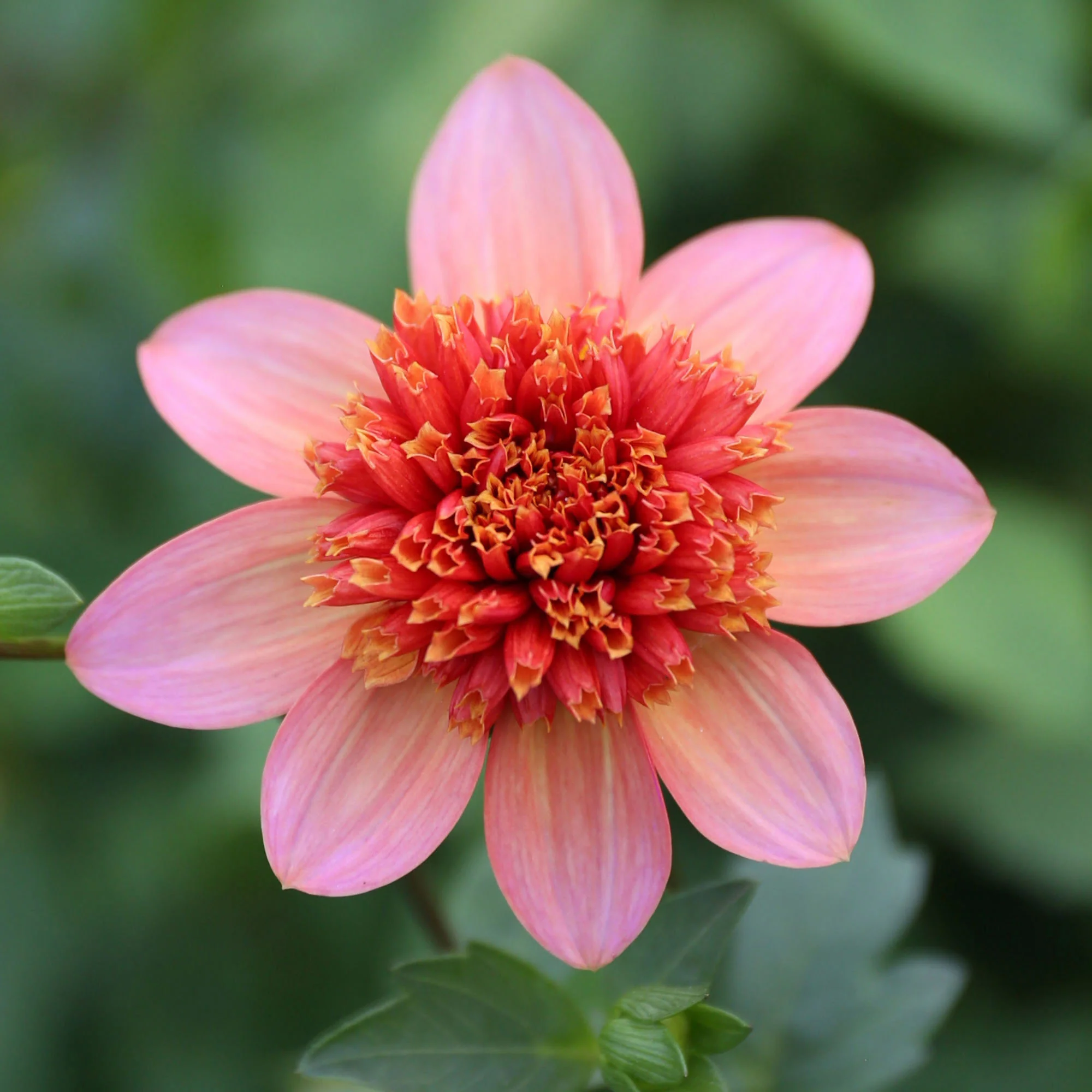 Longfield Gardens Dahlia Collections Assorted Colors, 12-count