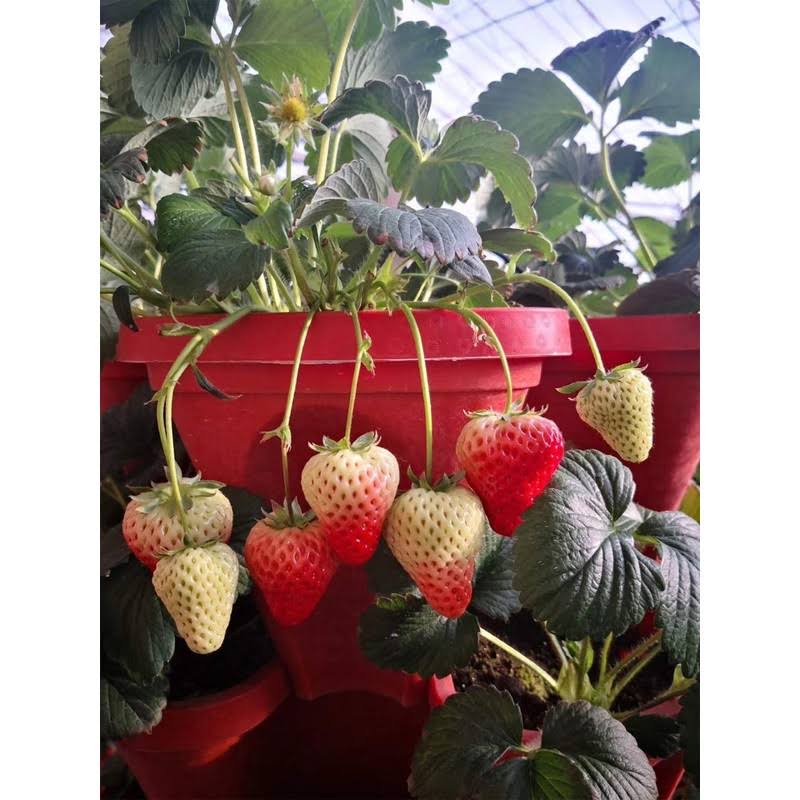 5-Tier Strawberry and Herb Garden Planter - Stackable Gardening Pots with 10 Inch Saucer (Terra-Cotta)