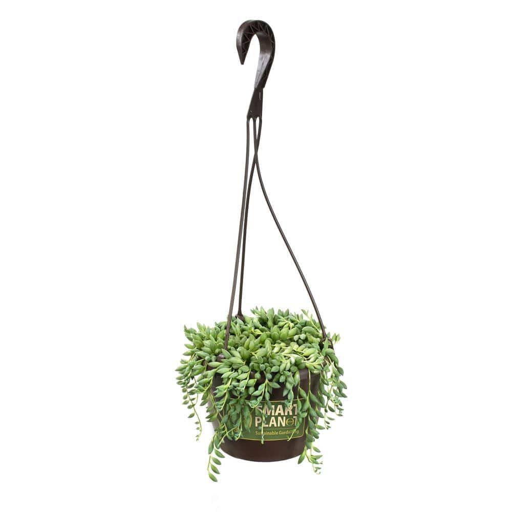 Altman Plants Senecio Raindrops in 6-in Hanging Basket | 0883258