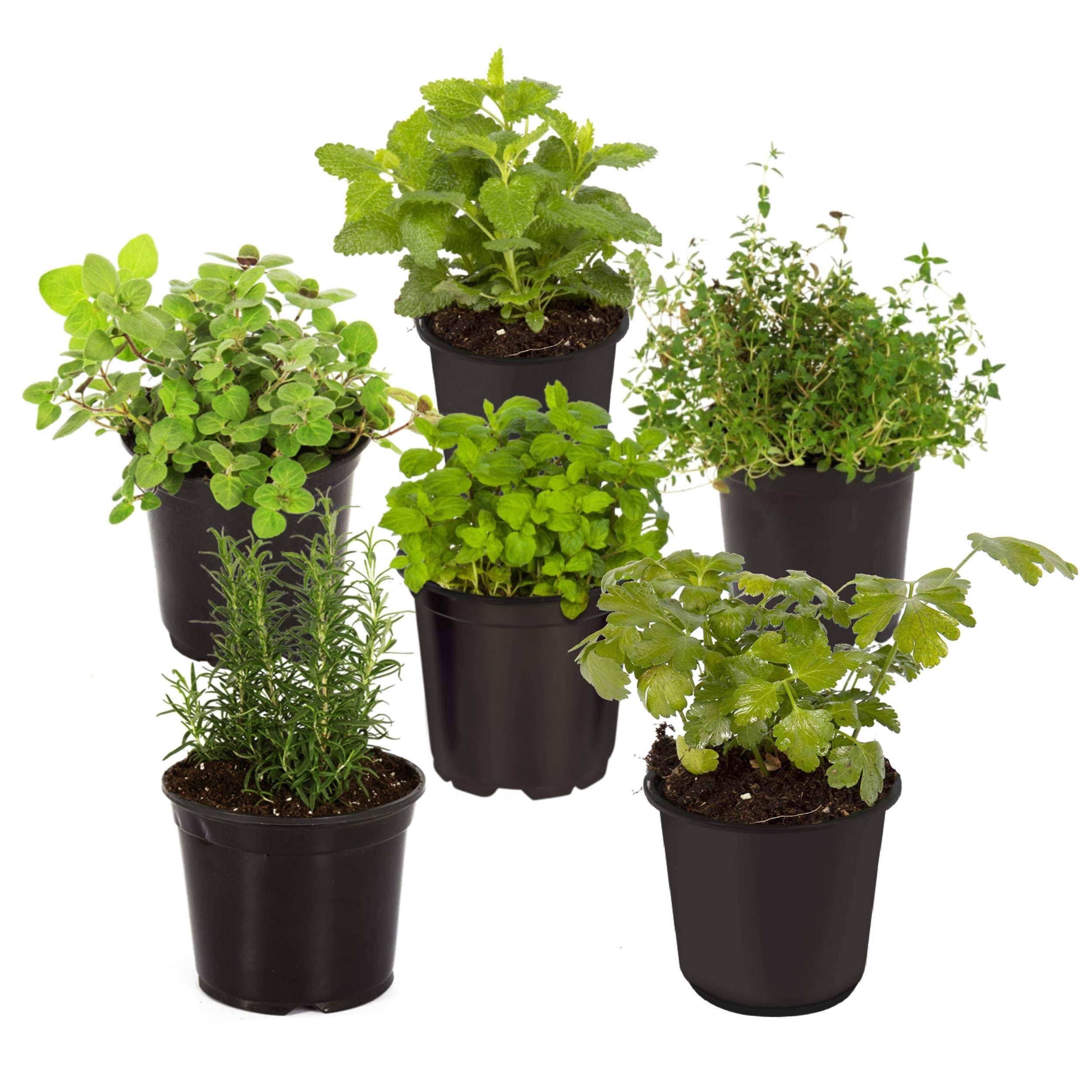 Live Aromatic and Edible Herb Assortment Rosemary, Eucalyptus, Lavender, Lemon Balm, Other Assorted Herbs, 6 Plants per Pack