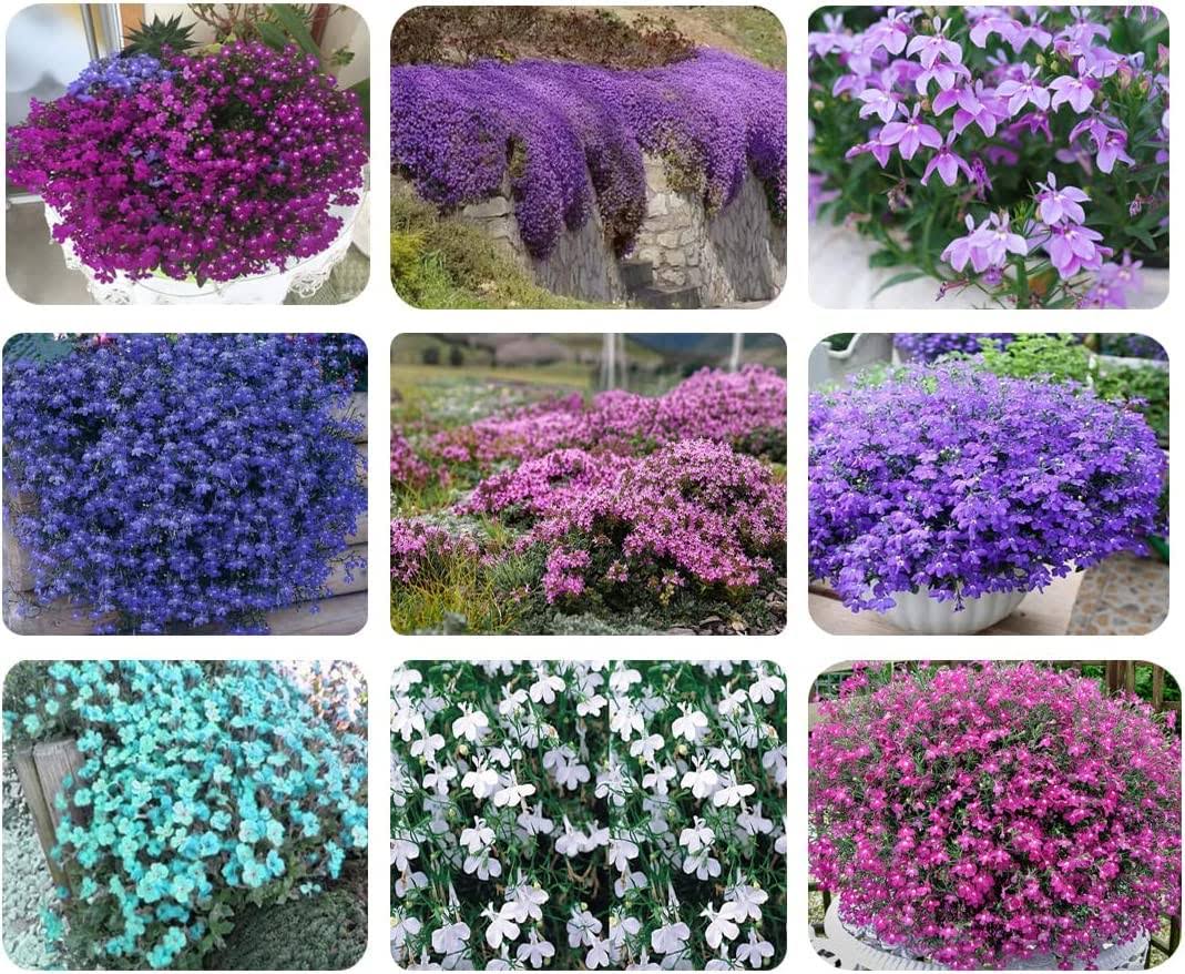 Ficoszo Mix Creeping Thyme Seeds Ground Cover for Planting, Thymus Serpyllum Heirloom Seeds for Rock Gardens, Along Borders, Fences & Walkways