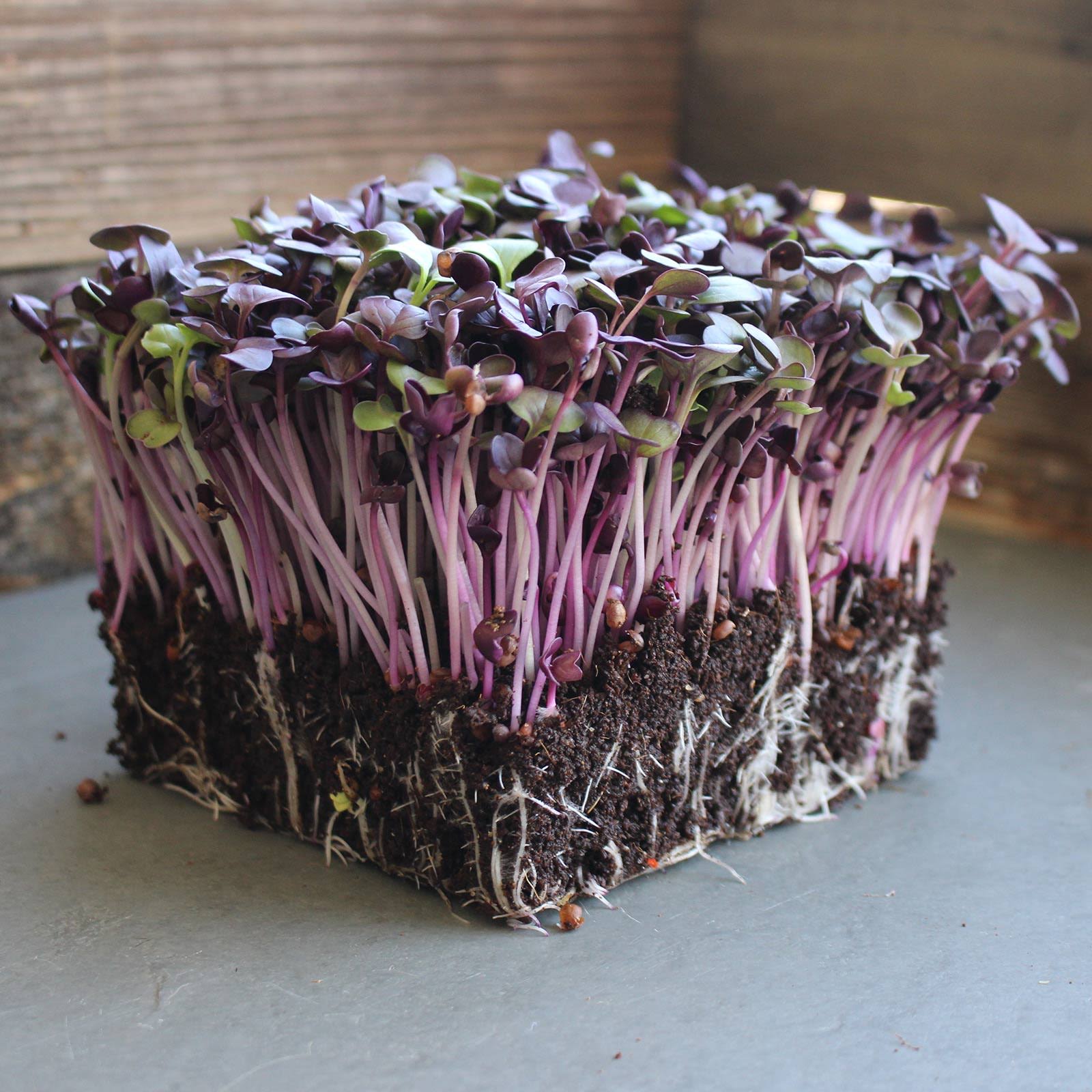 Rambo Purple Sprouting Radish - 4 G Packet ~300 Seeds - Non-GMO - Buy Non-GMO Raphanus sativus Farm & Gardening Seeds Online