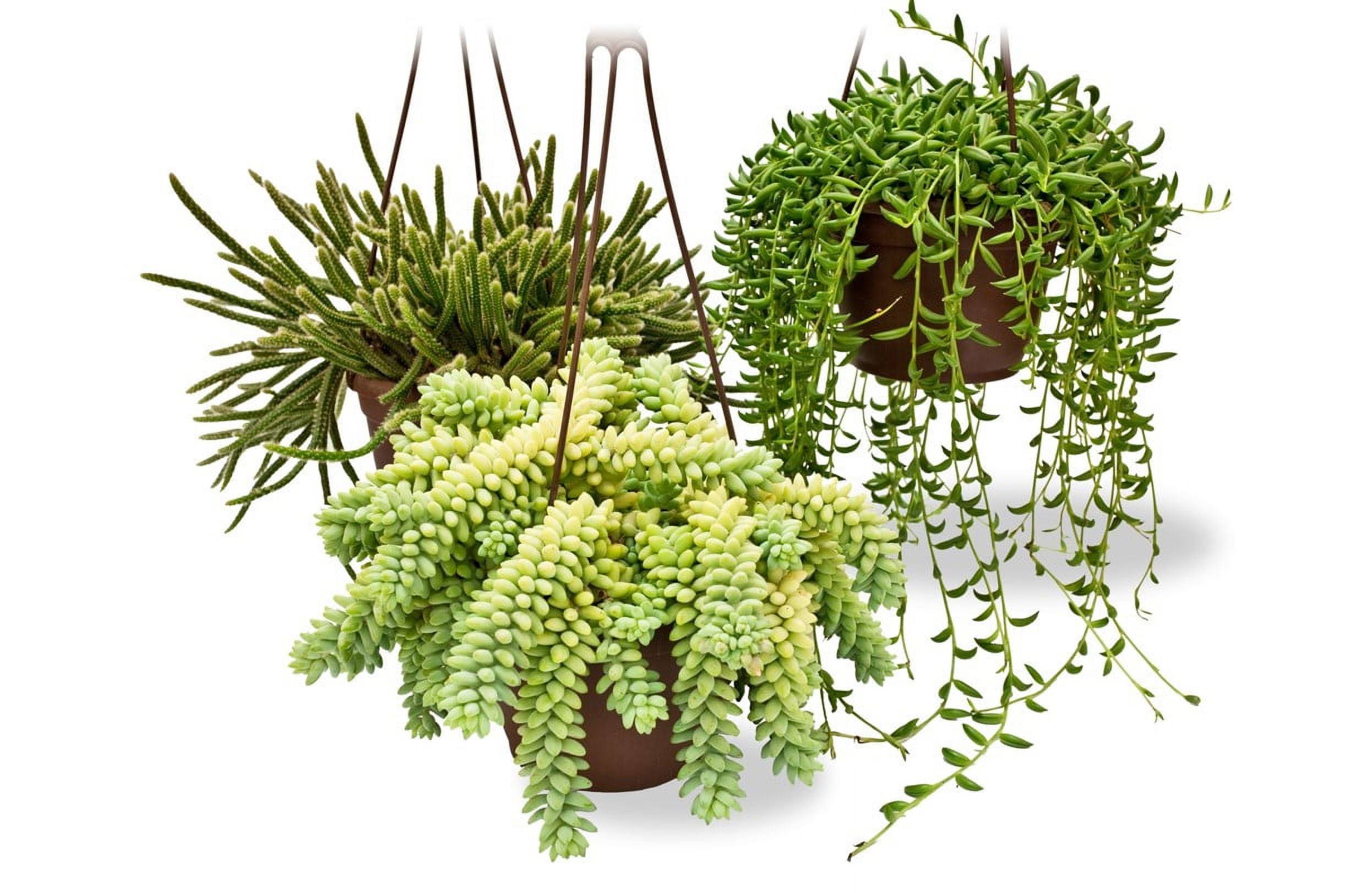 6 inch Value Succulent Hanging Basket