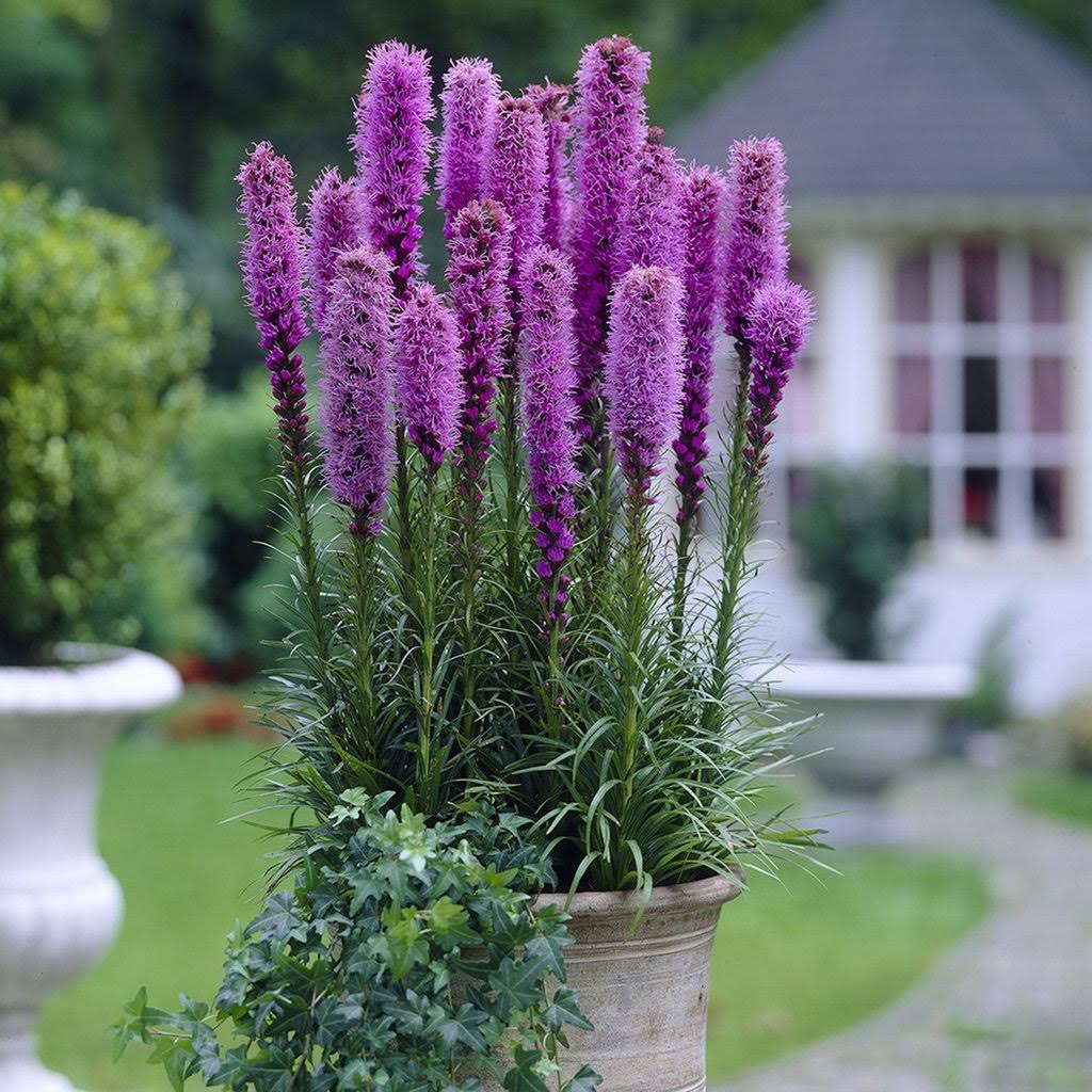 Van Zyverden Blazing Star Liatris Spicata Bulbs - Set of 25