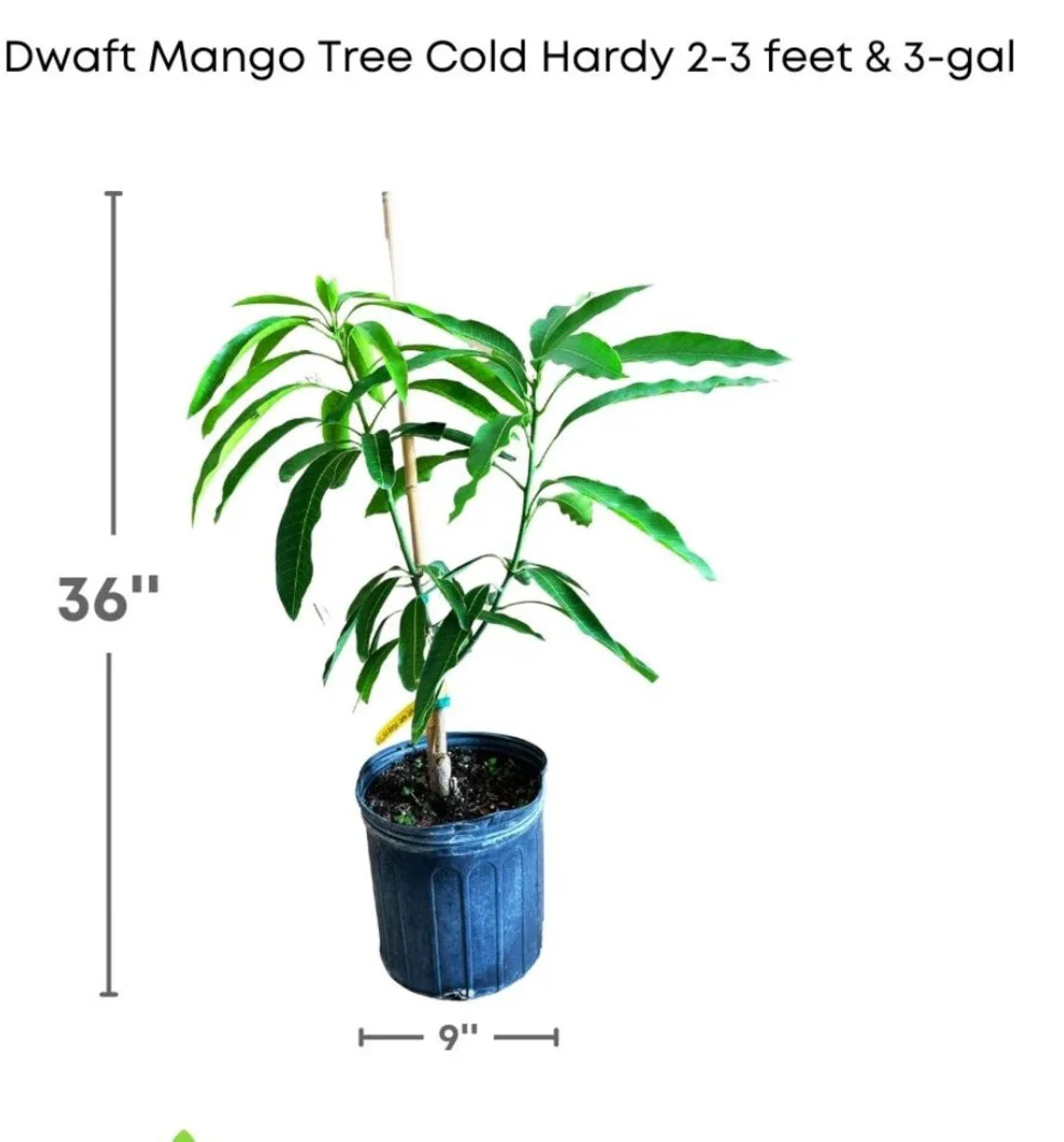 Malika Dwarf Cold Hardy MANGO TREE GRAFTED (2-4 Feet Tall) - Image 2