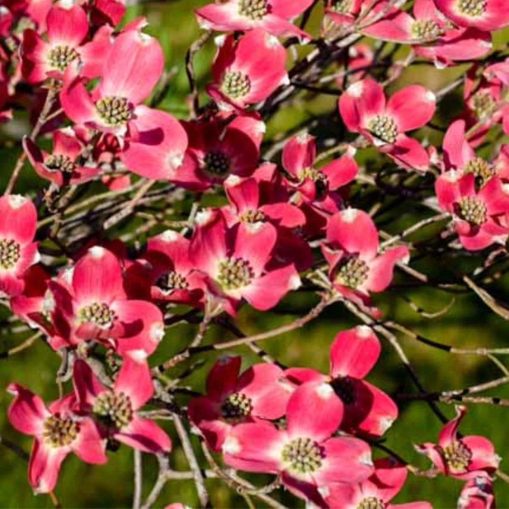 Expert Gardener 3-4 ft. tall Cherokee Chief Dogwood Live Tree in 7-Gallon Grower Pot
