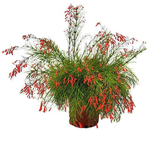 Tropical Plants of Florida 24 inch to 28 inch Red Firecracker BUSH; Full Sunlight, Red Flowers, Growers Pot